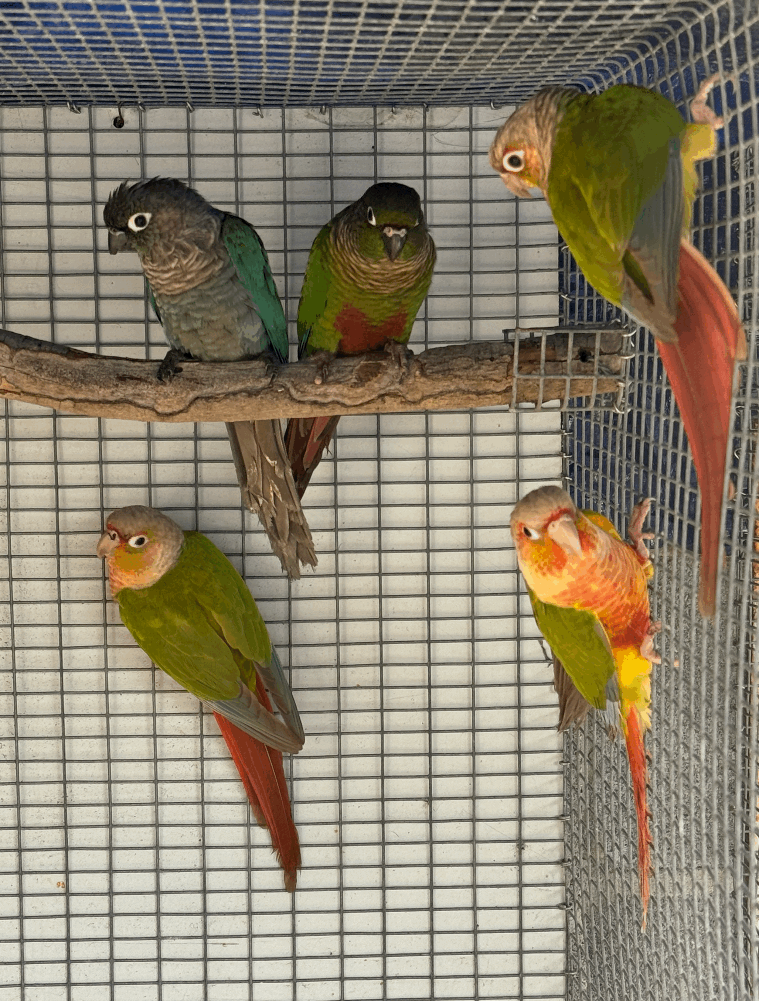 Green Cheek Conures