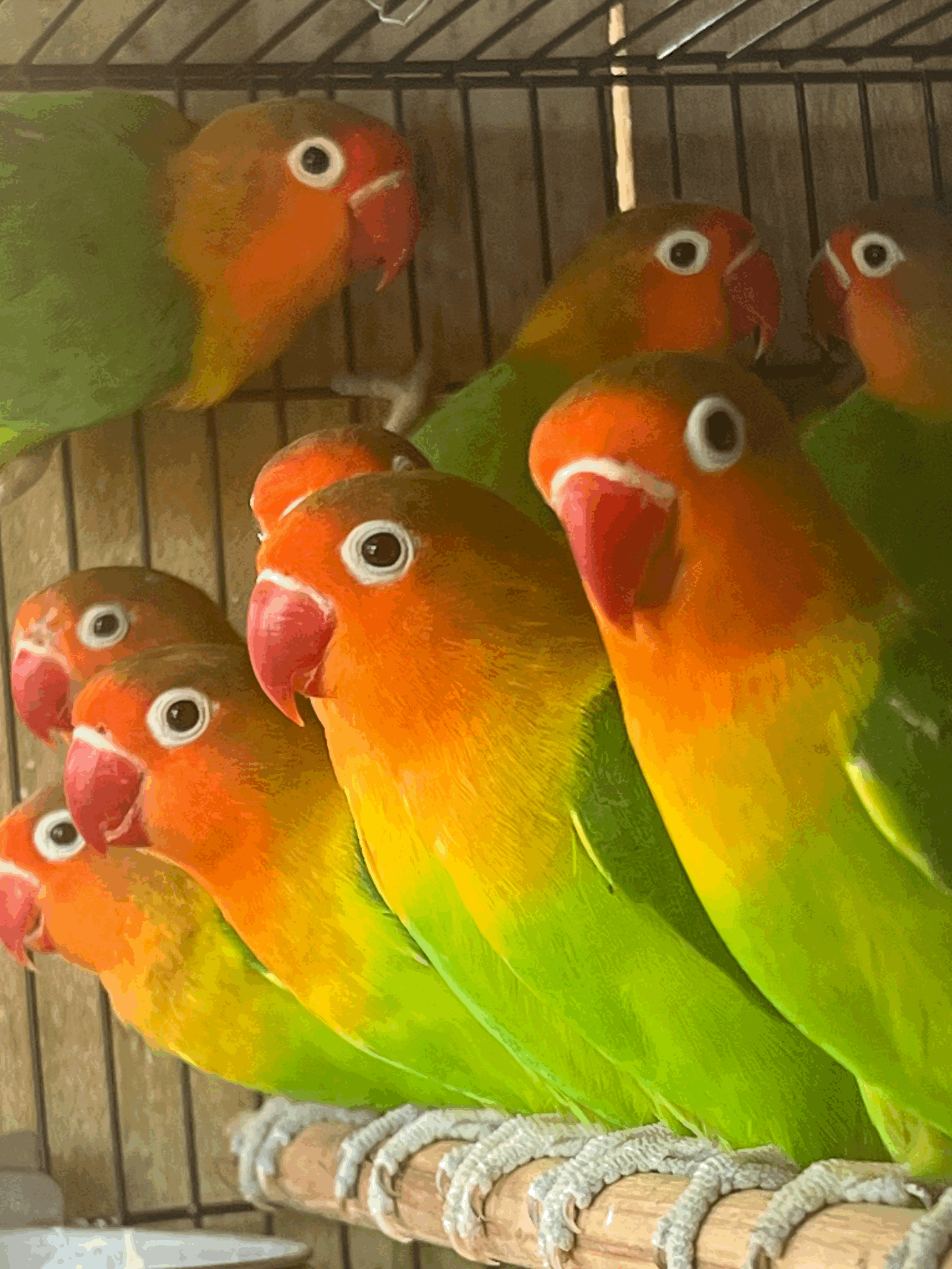 Fischer Lovebird