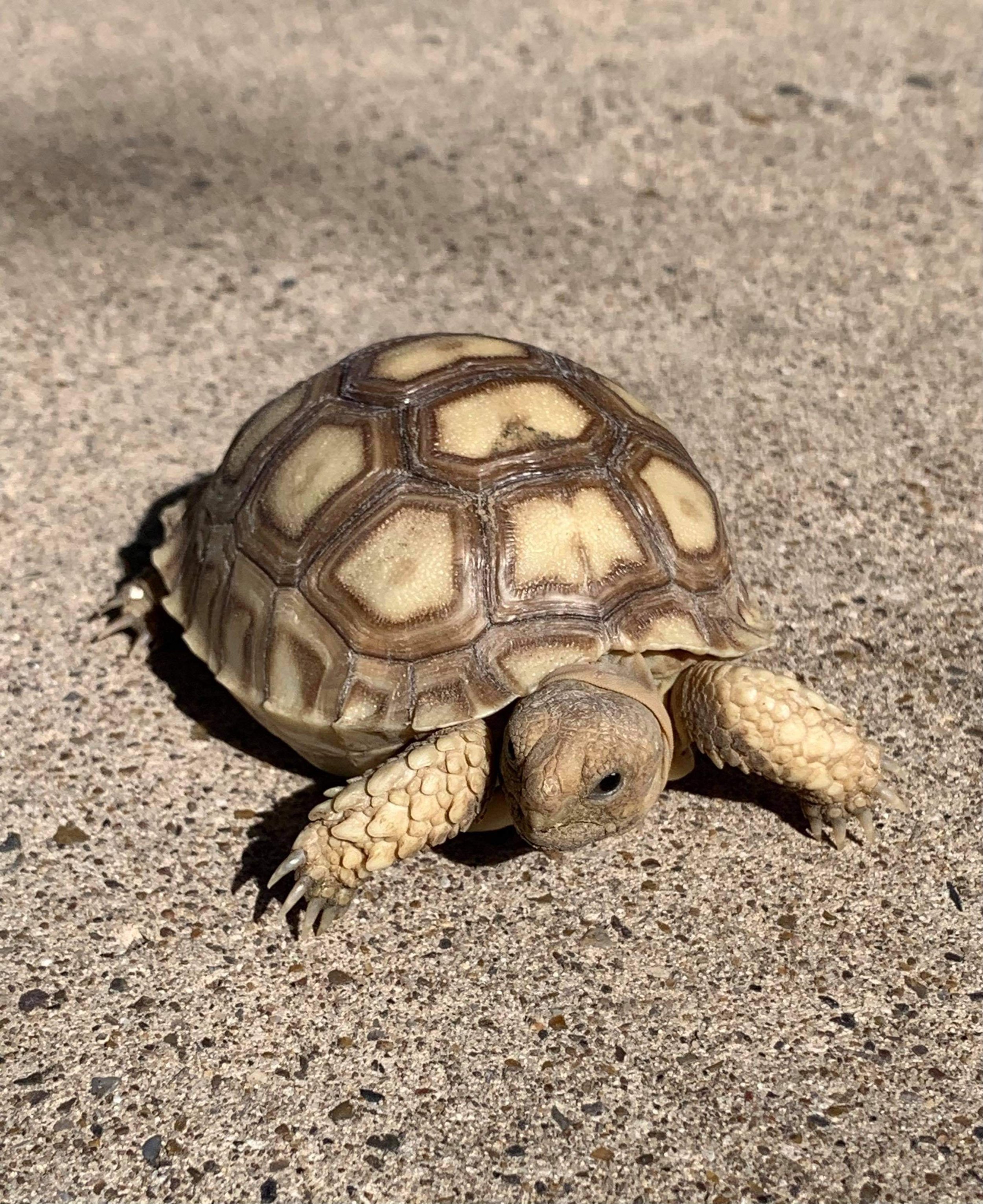 Baby Sulcata Tortoises