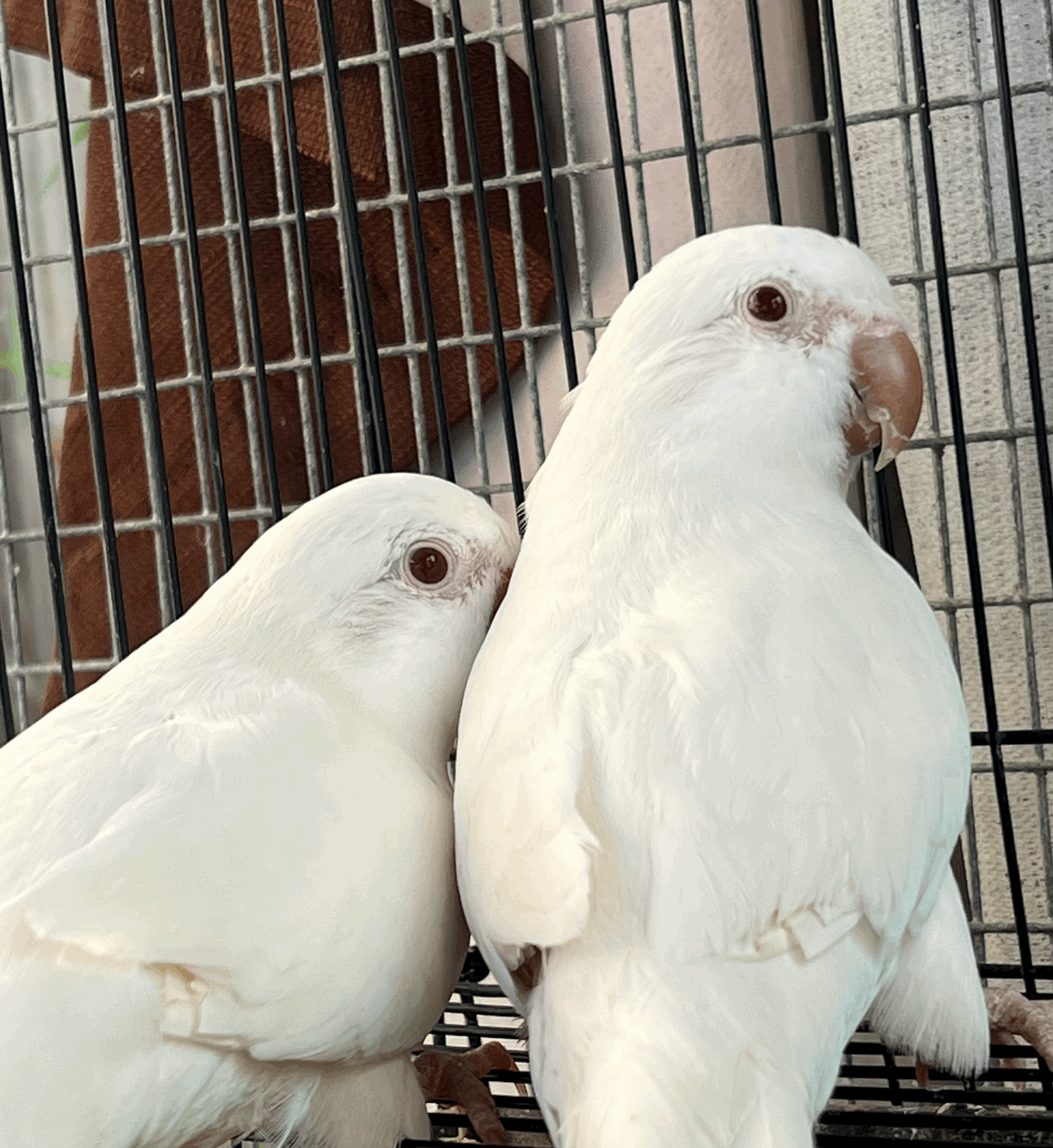Albino Quaker Parrot