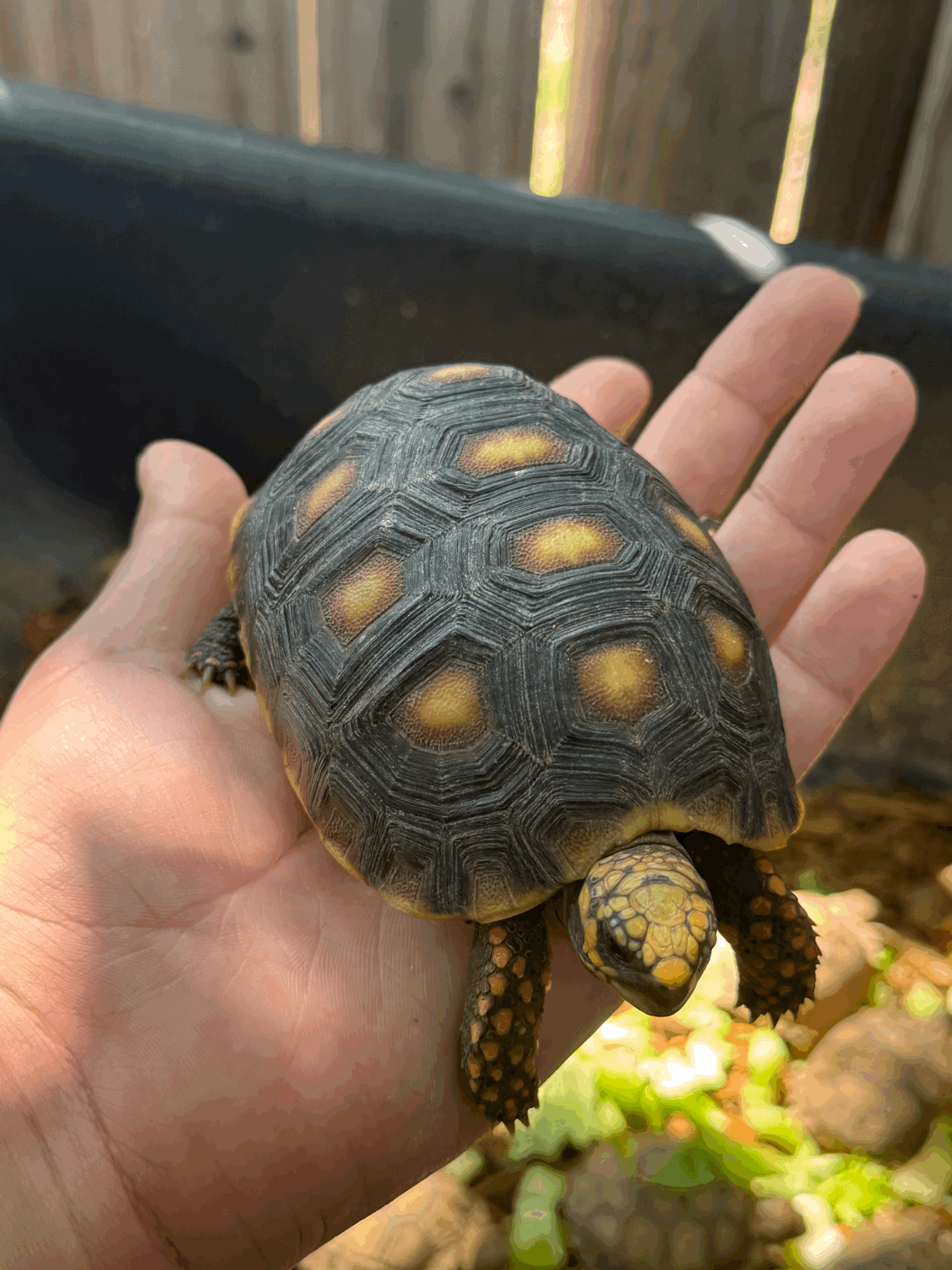 Red Foot Tortoises
