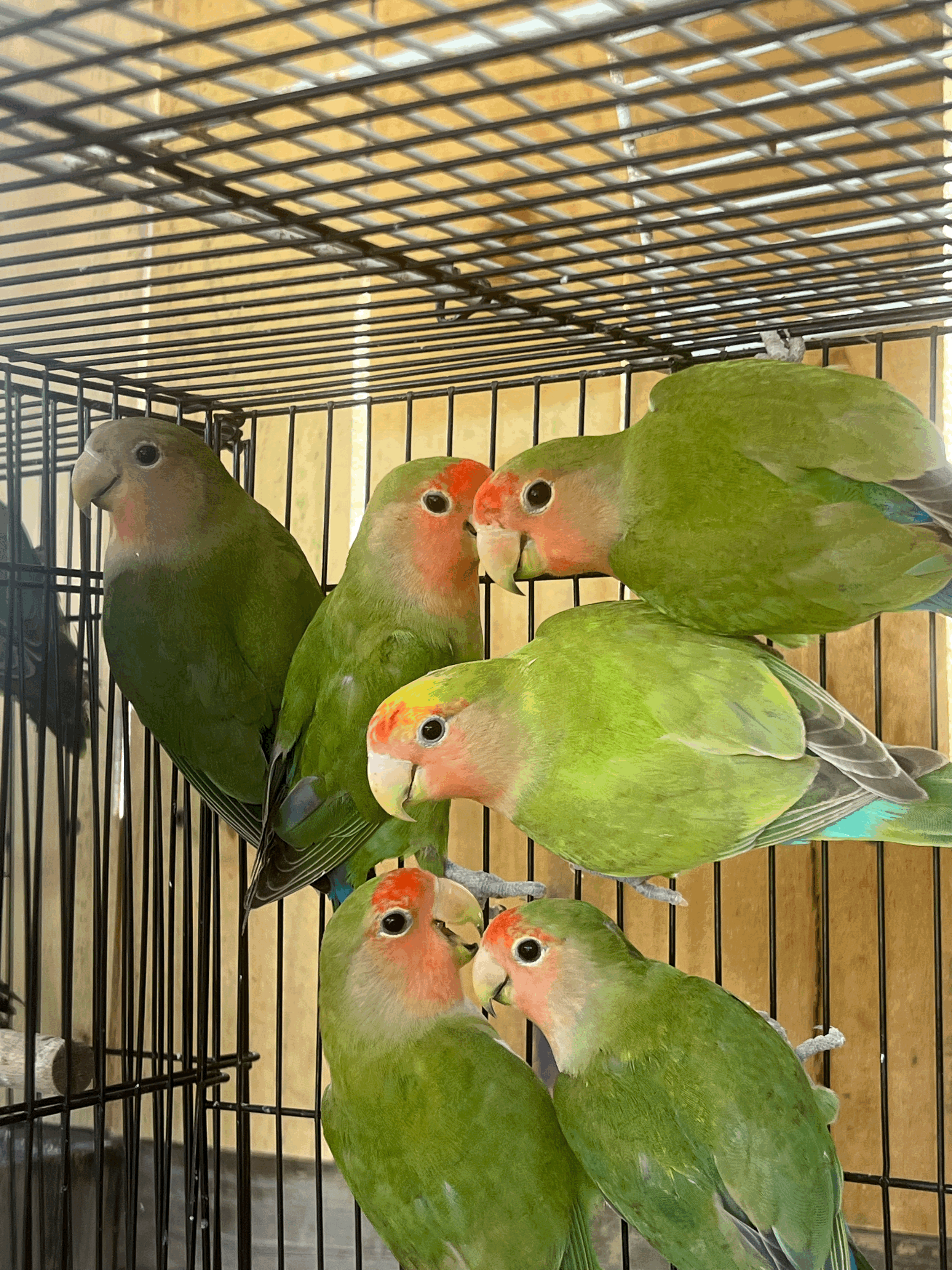 Lovebird