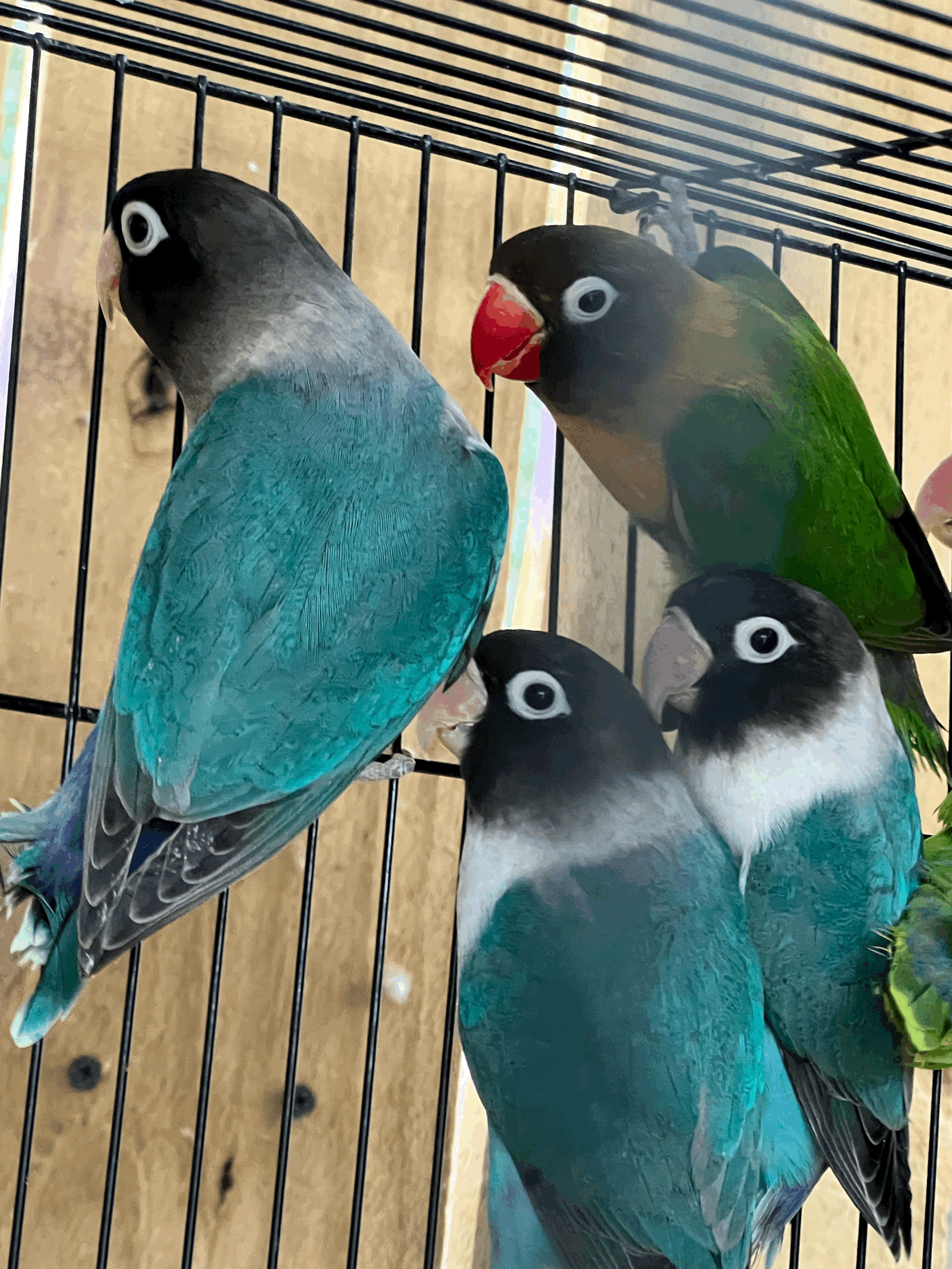 Black Mask Lovebirds