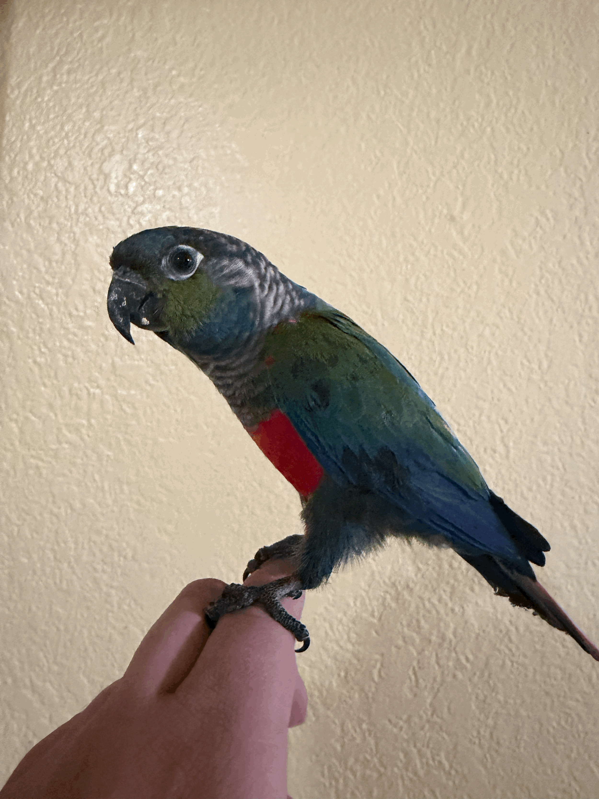 Crimson Bellied Conure