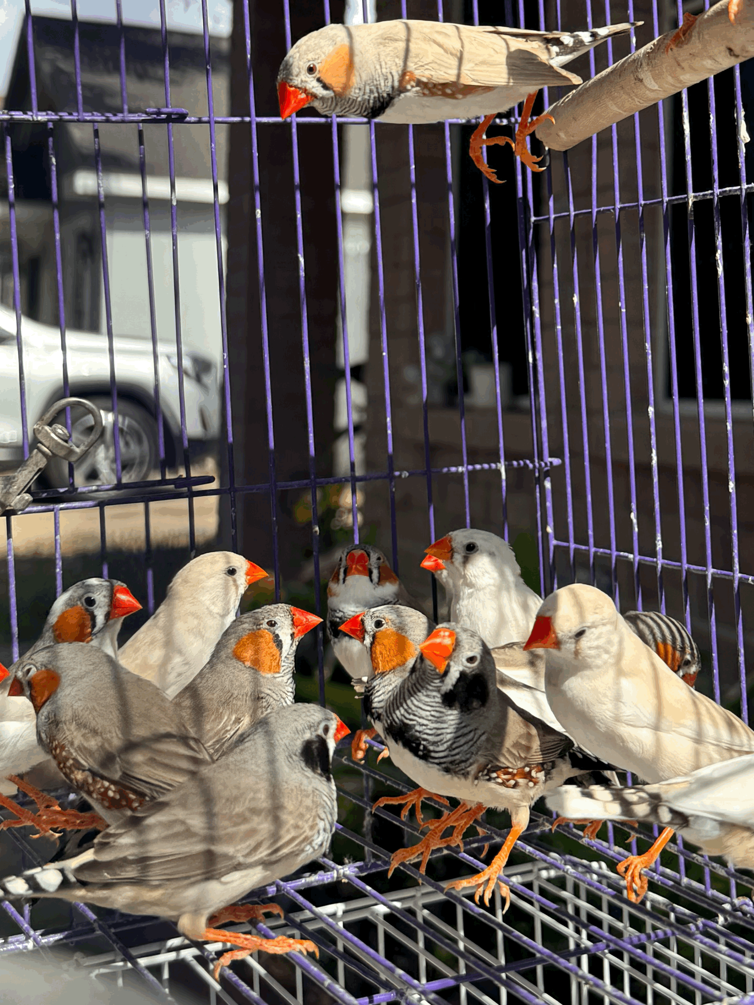 Zebra Finches