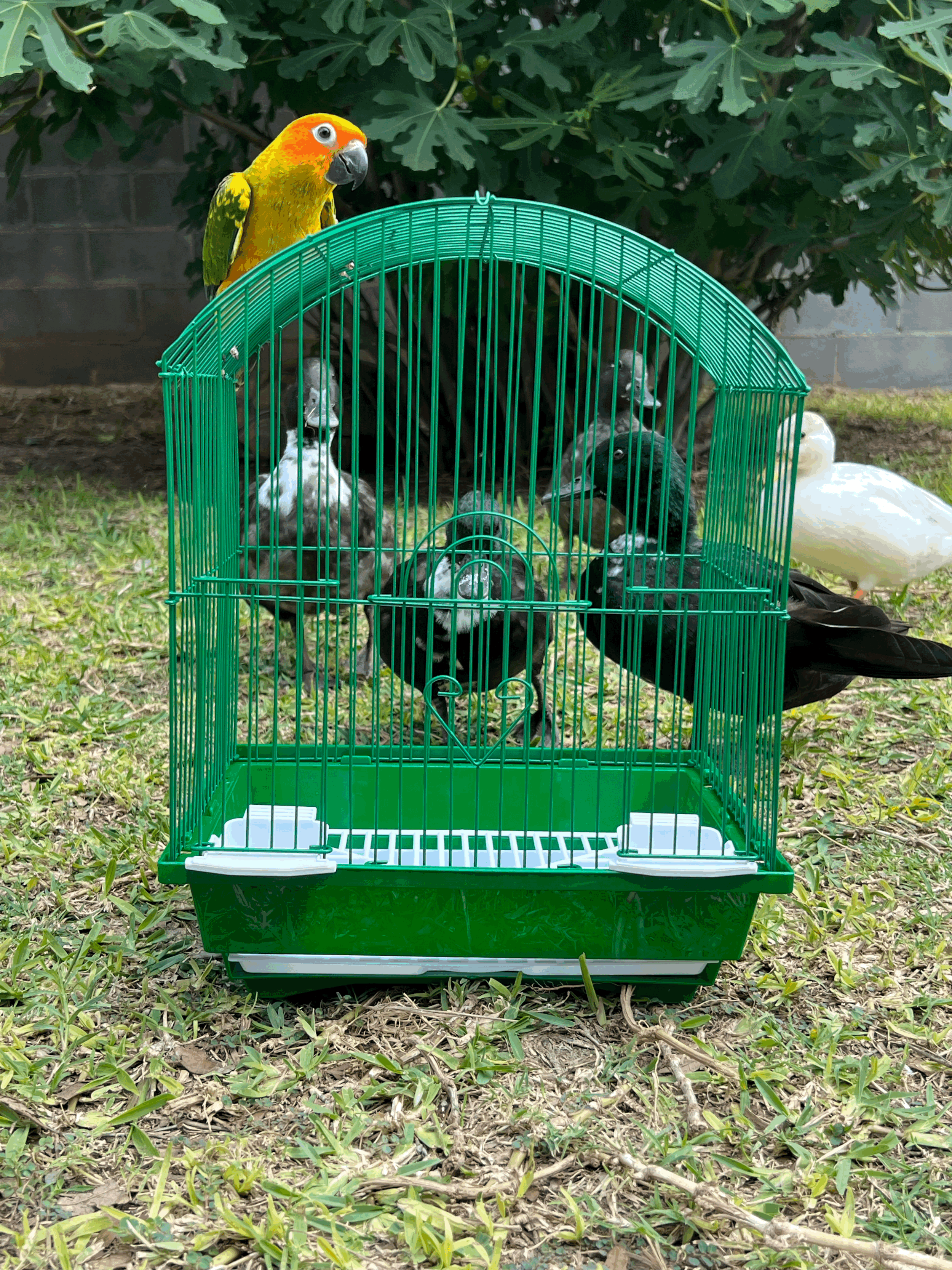 Round Top Cage