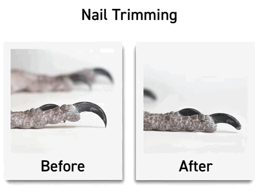 Nail Trimming