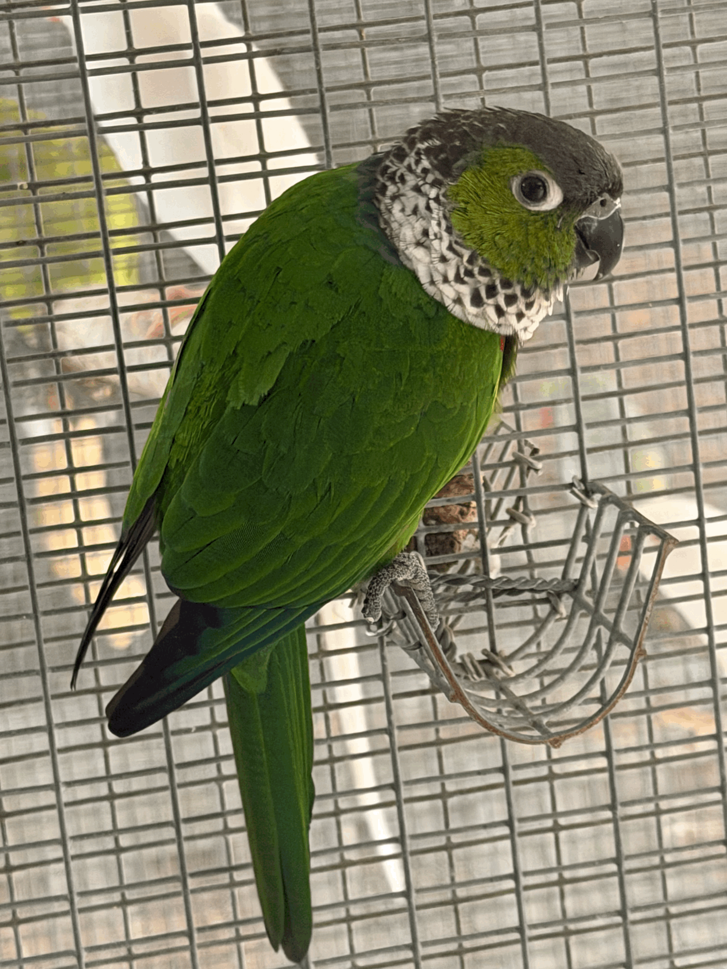 Black Capp Conures