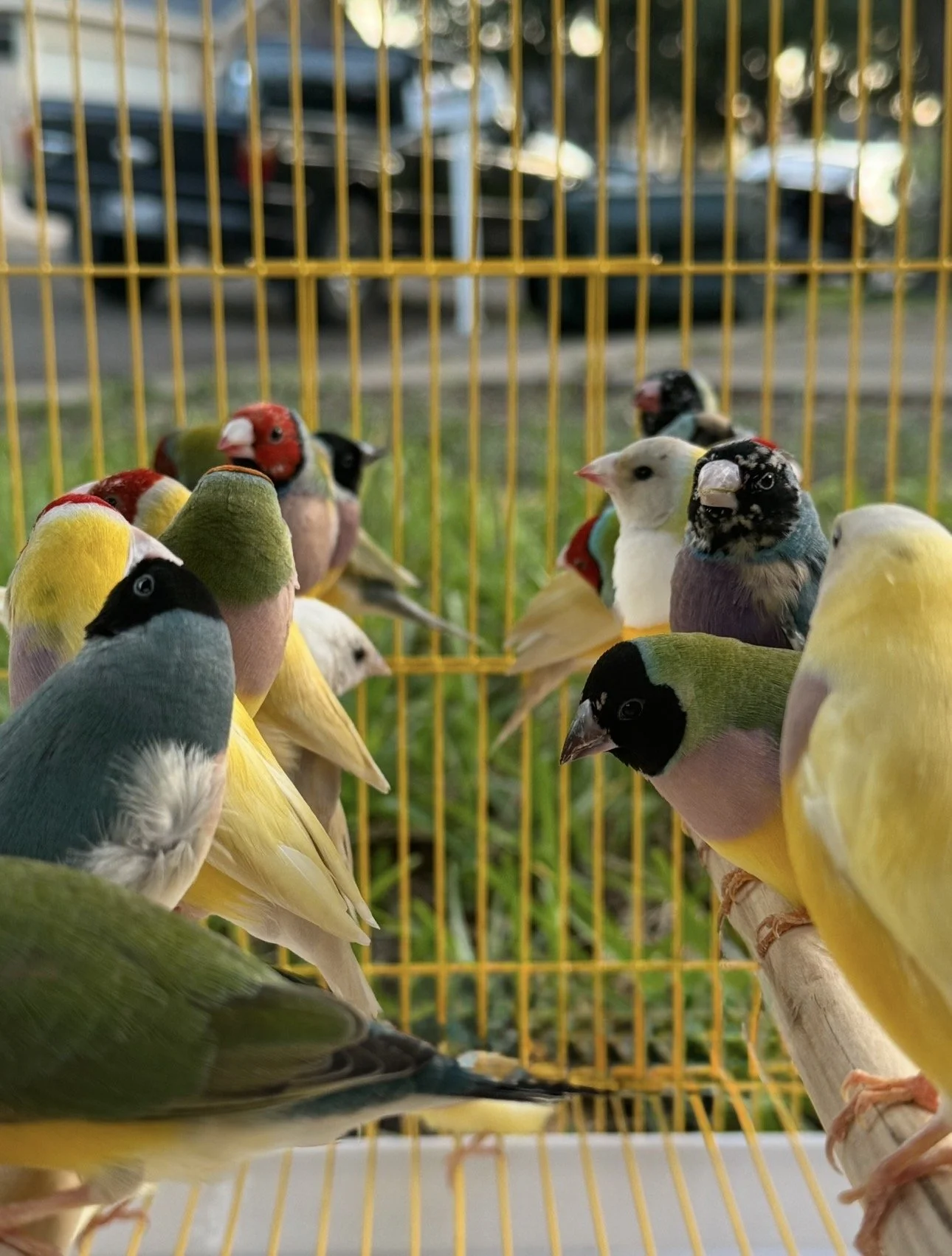 Gouldian Finches