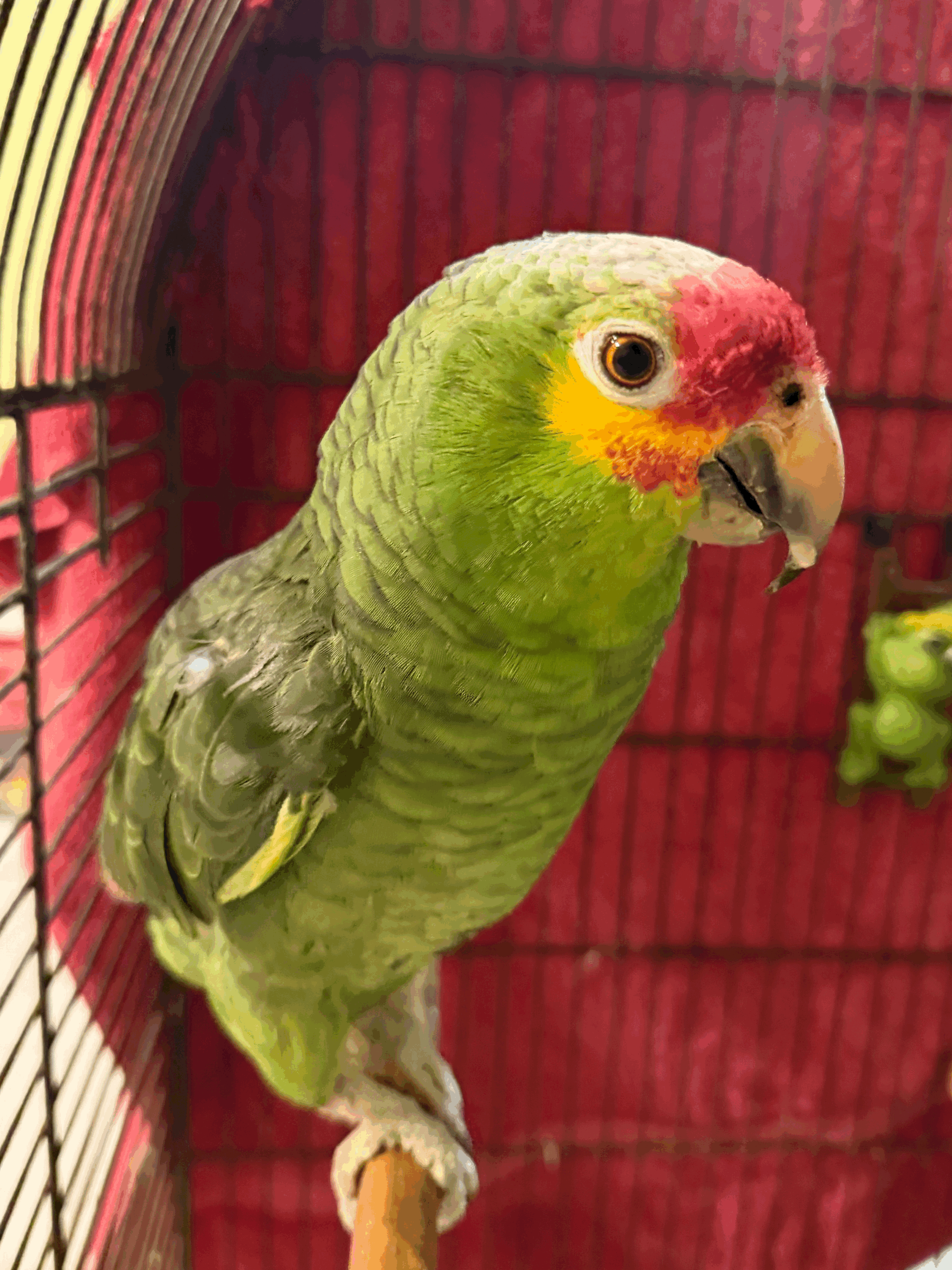 Red-Lored Amazon Parrot