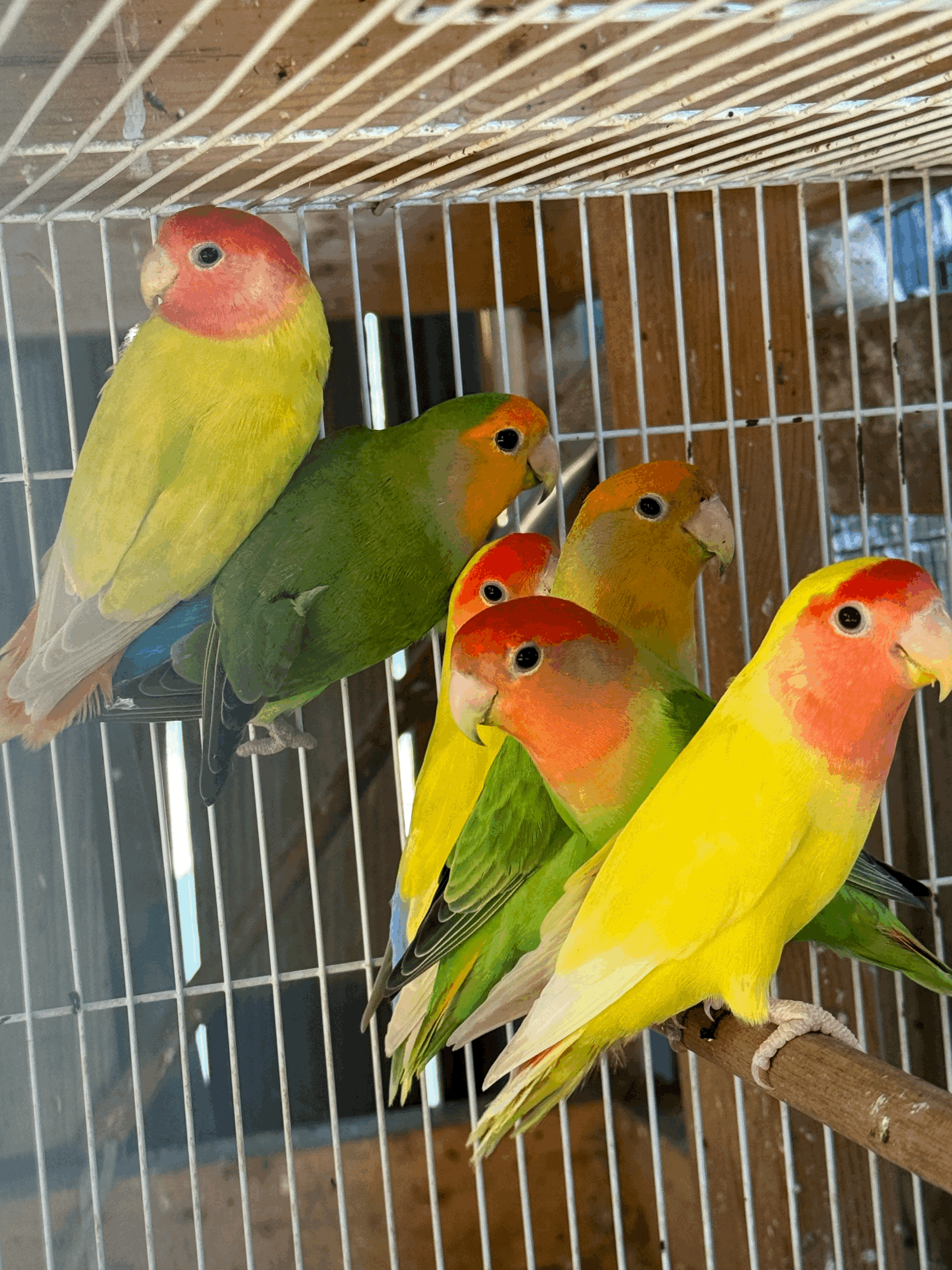 Lovebird