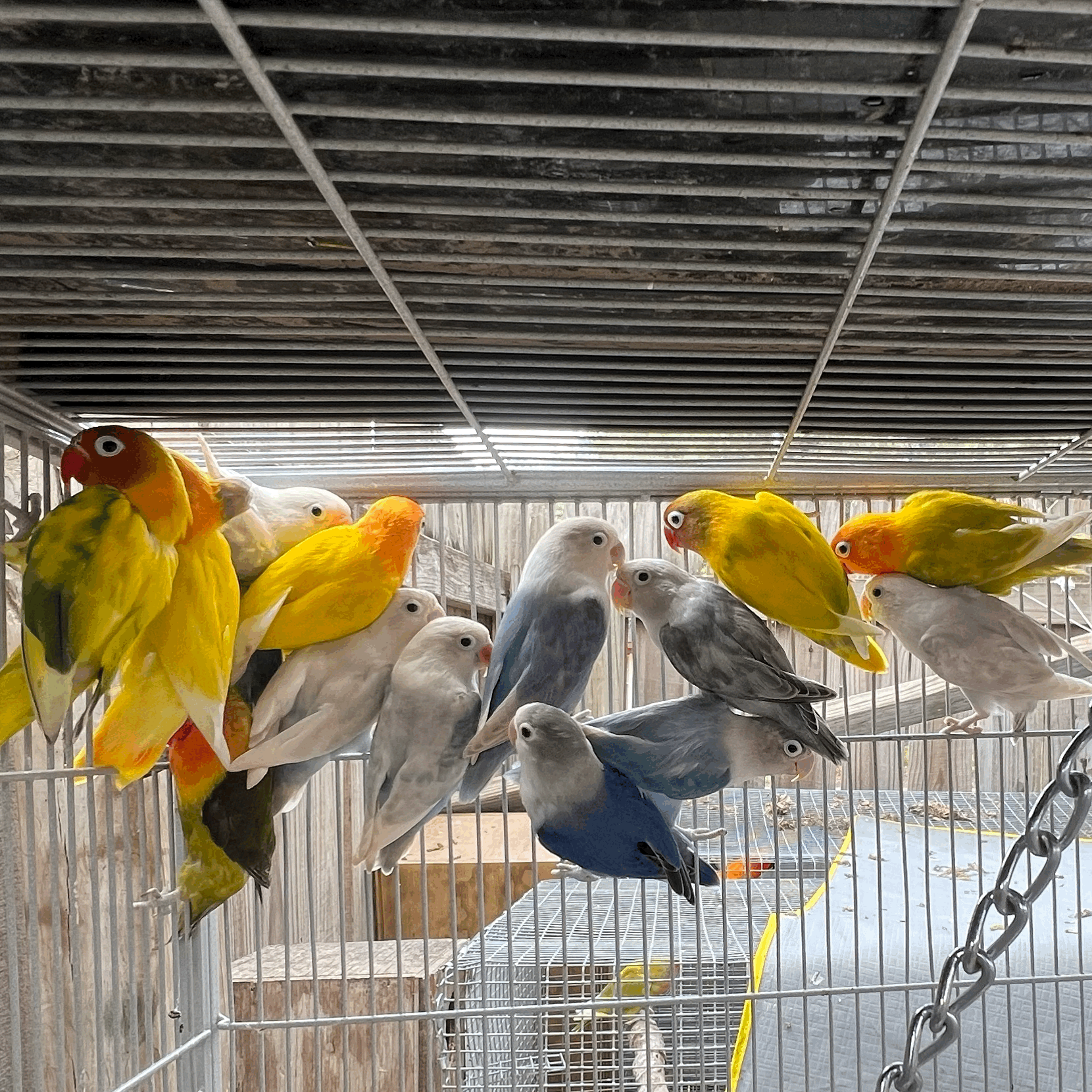 Fancy Fischer Lovebirds