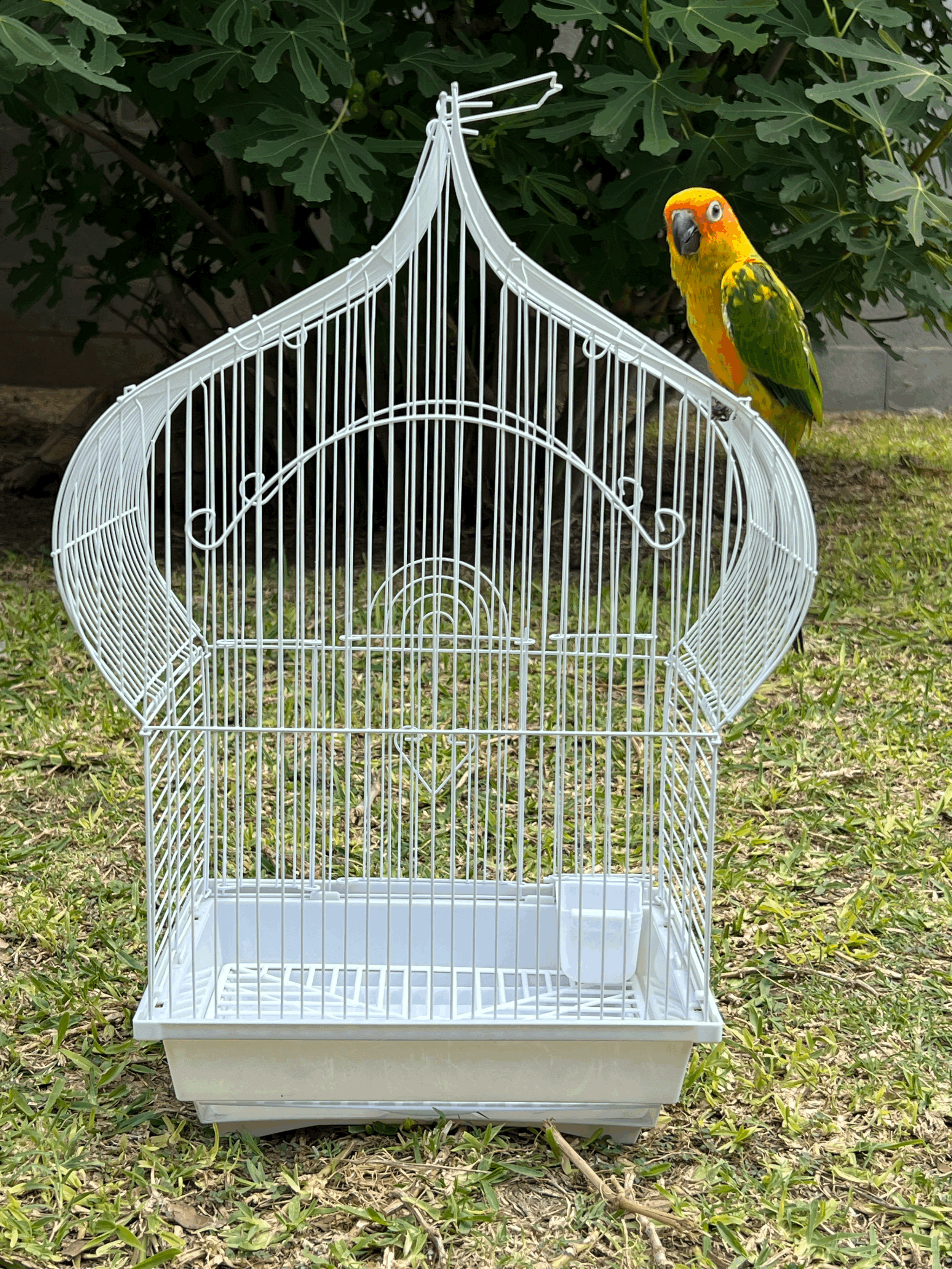 Taj Mahal Top Cage