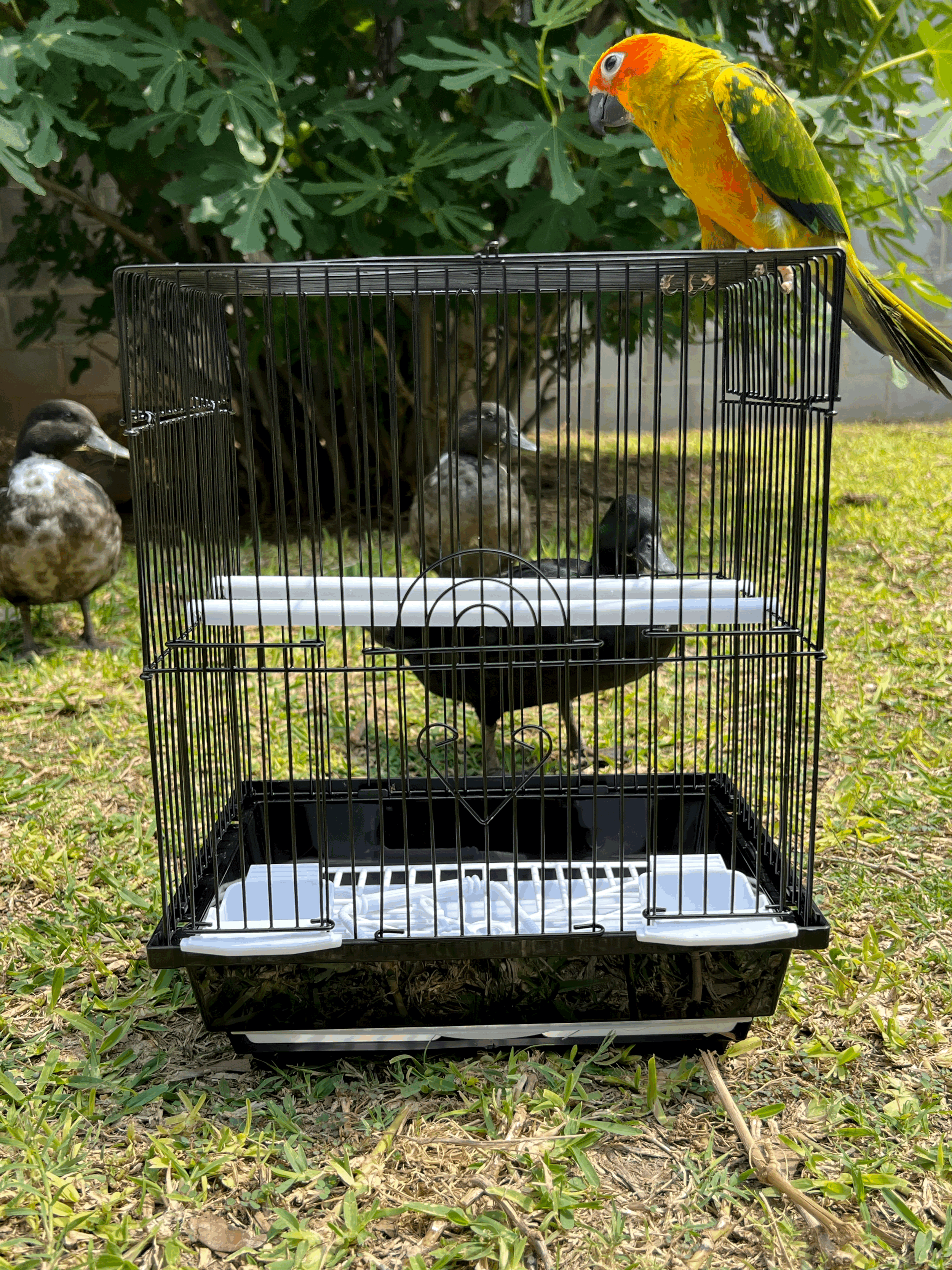 Square Top Cage