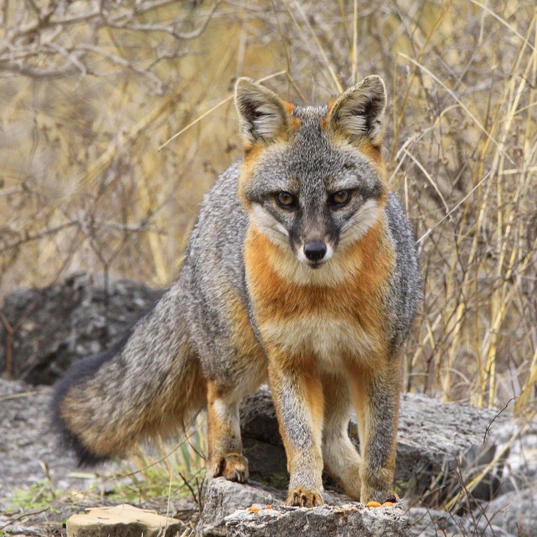 FOX 8 x 8 (Large).jpg