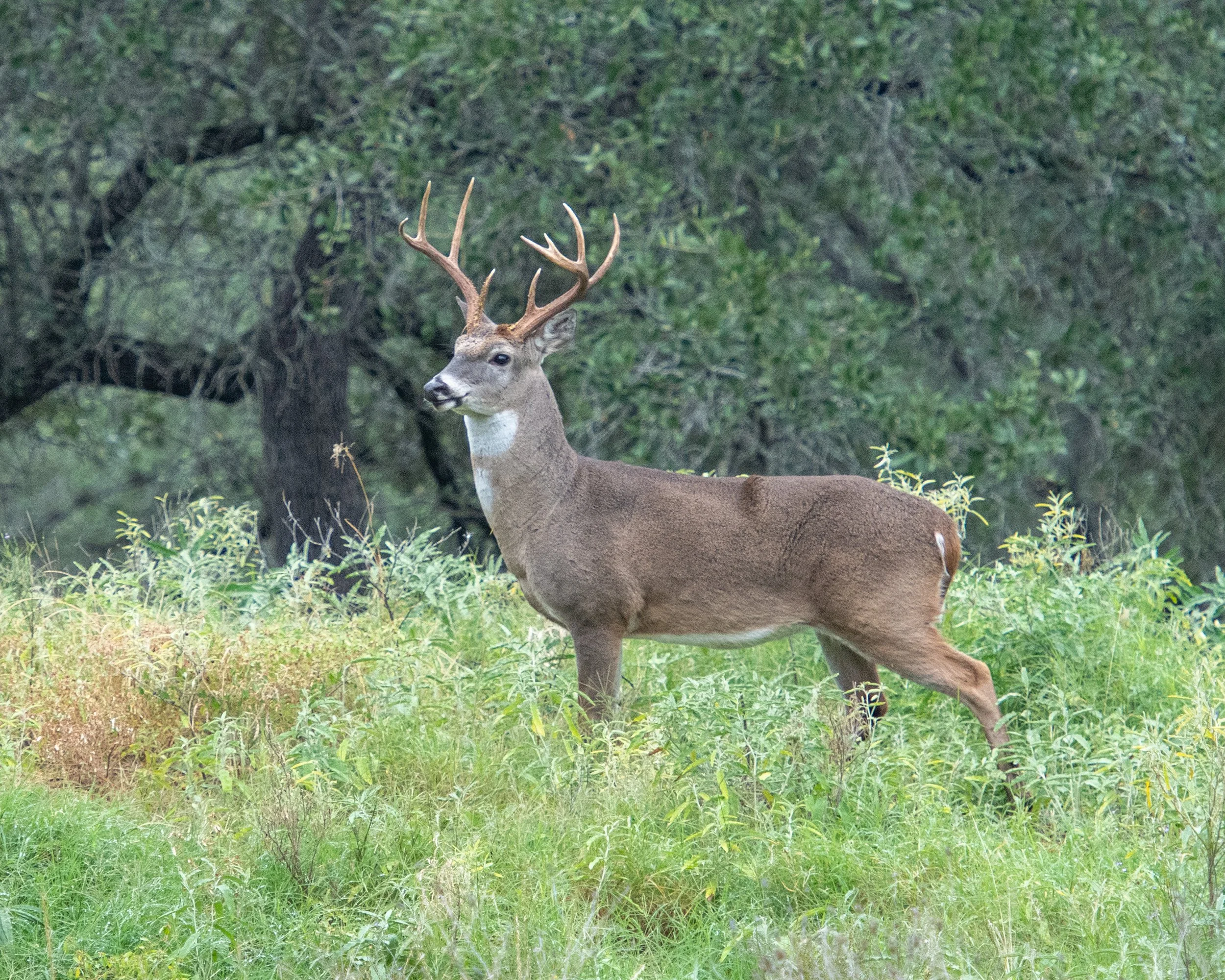 _DSC2606 Buck Oct 2020.jpg