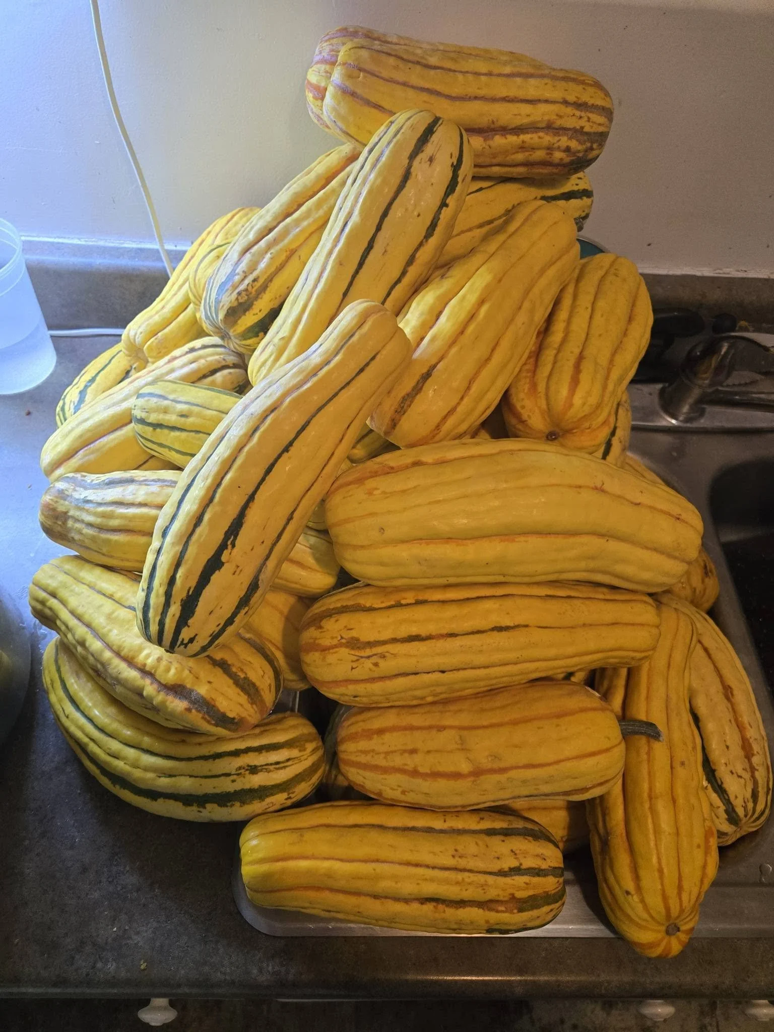 Organic Garden Montana