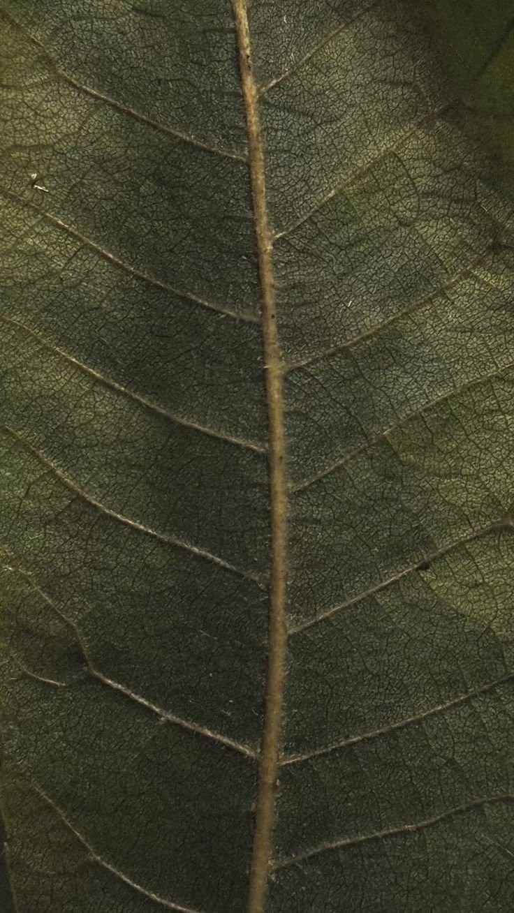 Close-up of a green leaf showing its detailed veins and texture.