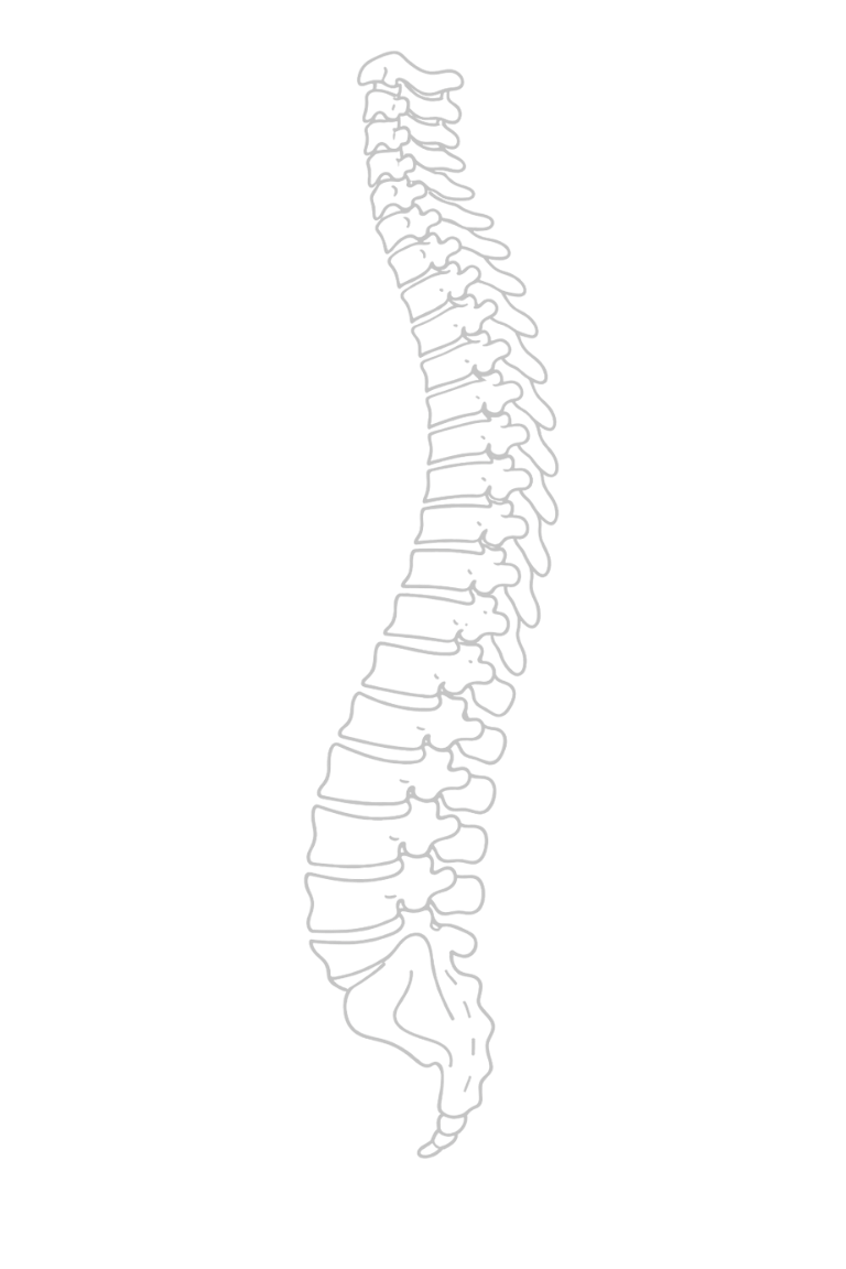 Outline of a human spine, showing the vertebral column from the neck to the tailbone.