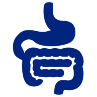 Simplified blue line drawing of a human stomach and intestines.
