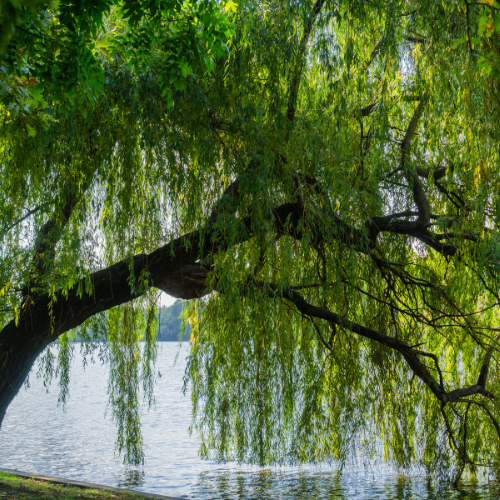 A large, leafy tree with drooping branches over a lake, with the water and sky visible in the background.