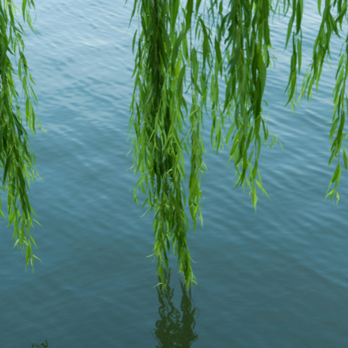 Willow tree branches hanging over water with reflections