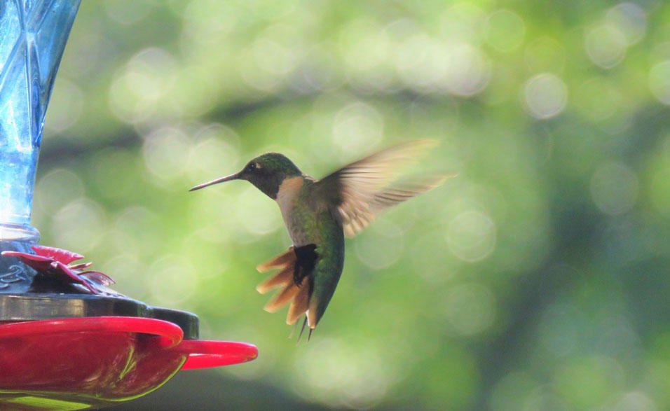 Designing Buildings With Smart Bird-Safe Windows