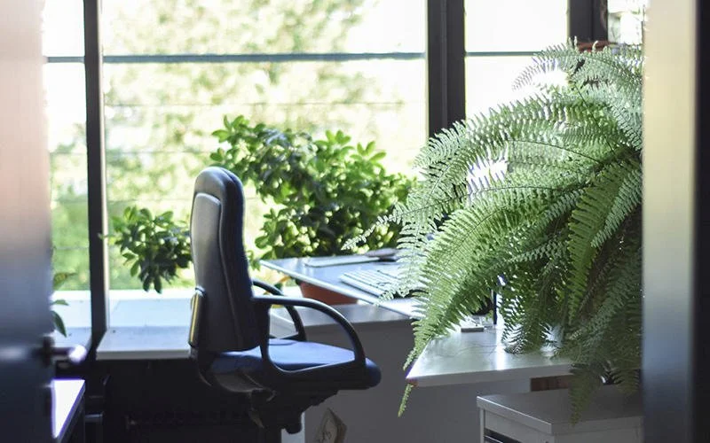 Harvard Business Review - The #1 Office Perk? Natural Light