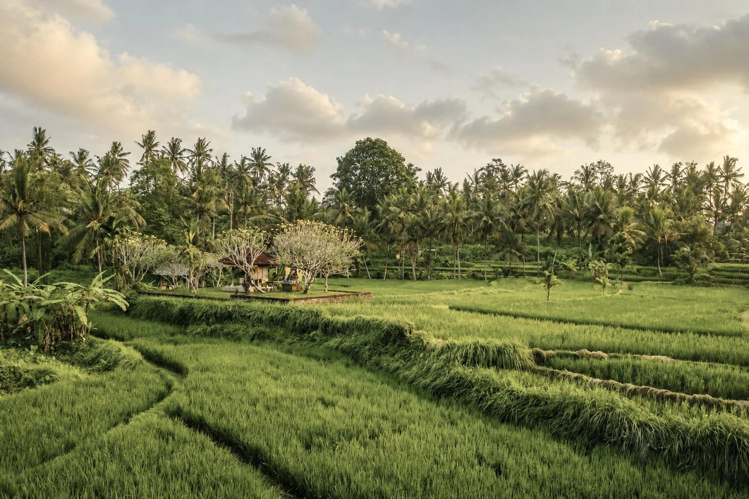 A lush green rice paddy field with a small hut surrounded by trees and tall palm trees, under a cloudy sky.