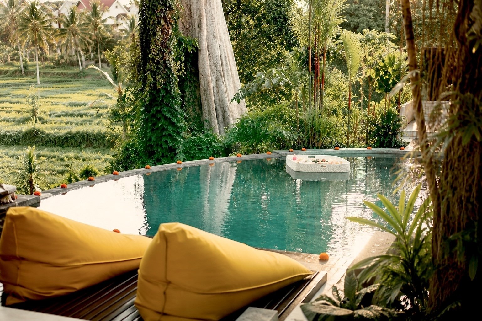 A luxurious outdoor infinity pool surrounded by lush tropical greenery and lounging chairs with yellow cushions, overlooking a rice paddy field.
