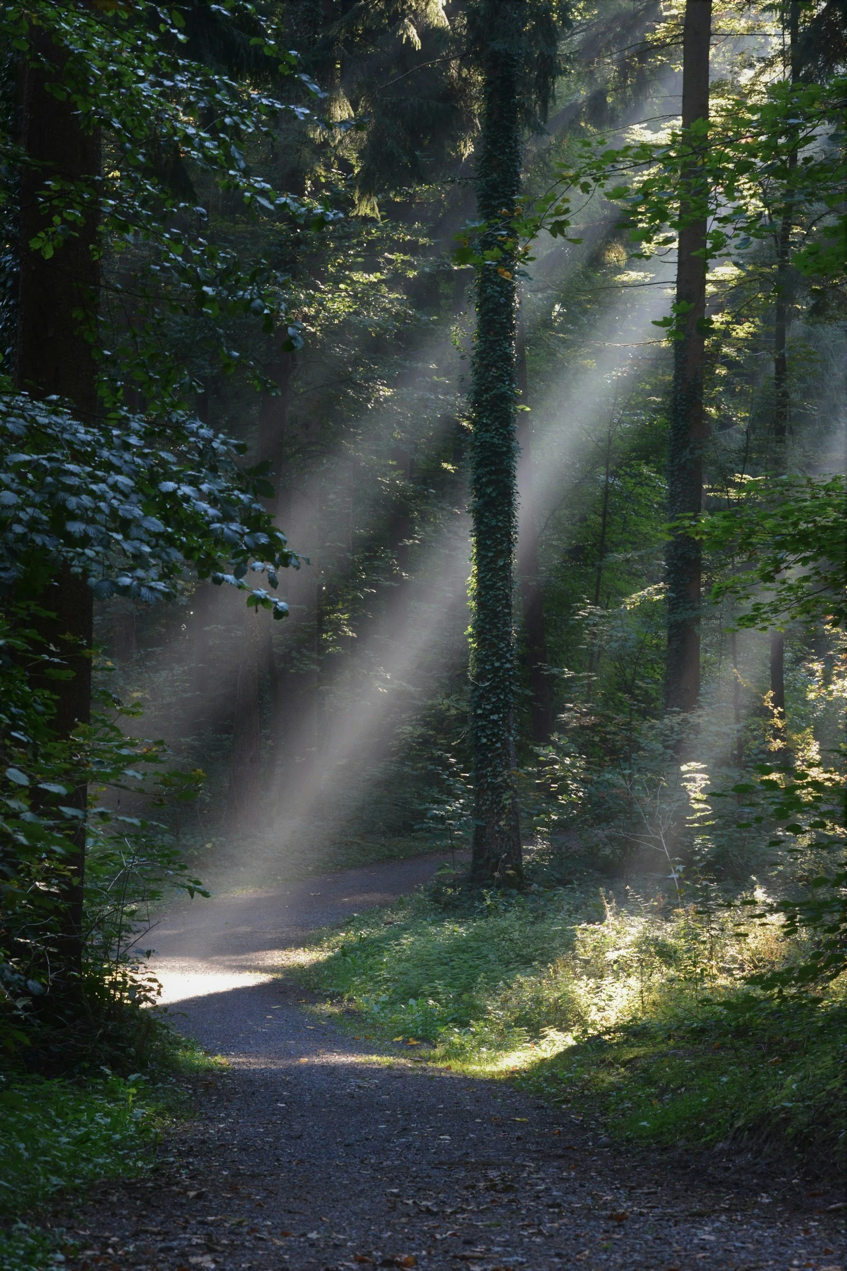 A forest path with sunlight filtering through tall trees and green foliage, creating dappled light on the ground.