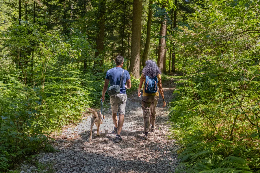 Two people walking with a dog in a green forest trail