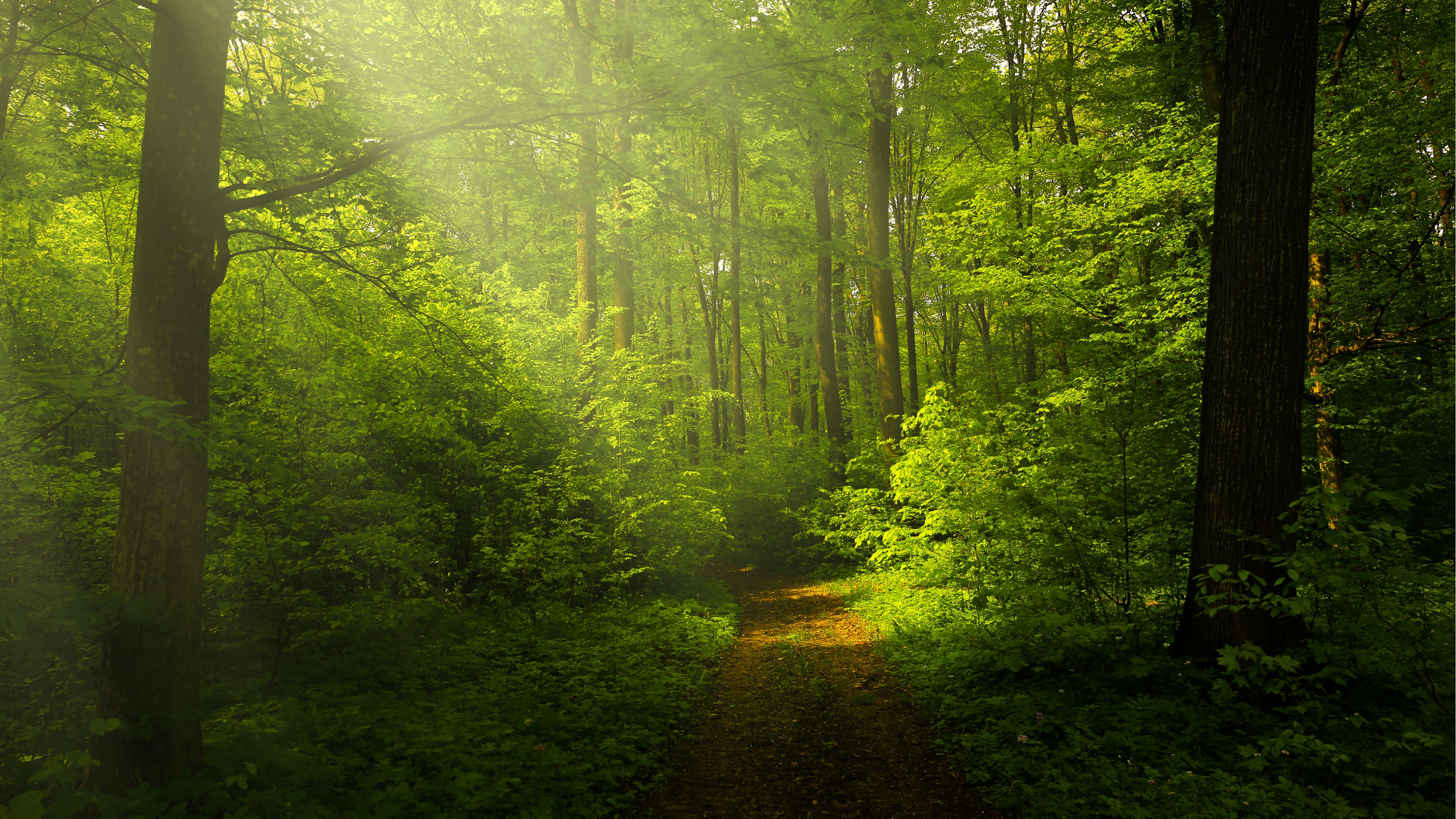 A sunlit path winds through a dense green forest with tall trees and lush foliage.