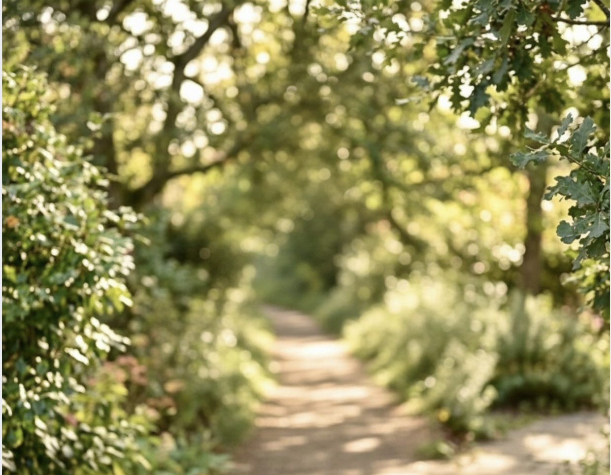 A blurred forest trail surrounded by green foliage and trees with sunlight filtering through.