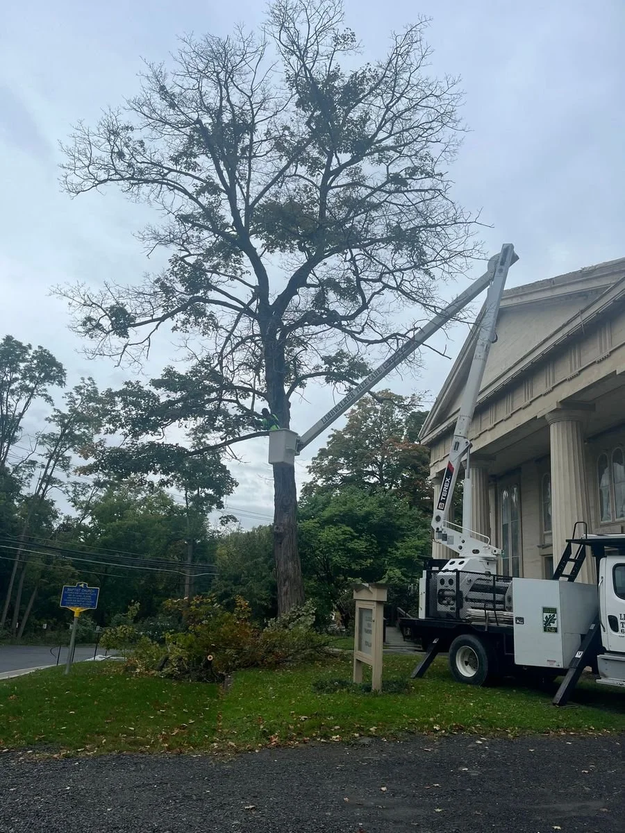 Utility truck using a bucket lift to trim or remove branches from a tall, leafless tree near a building.
