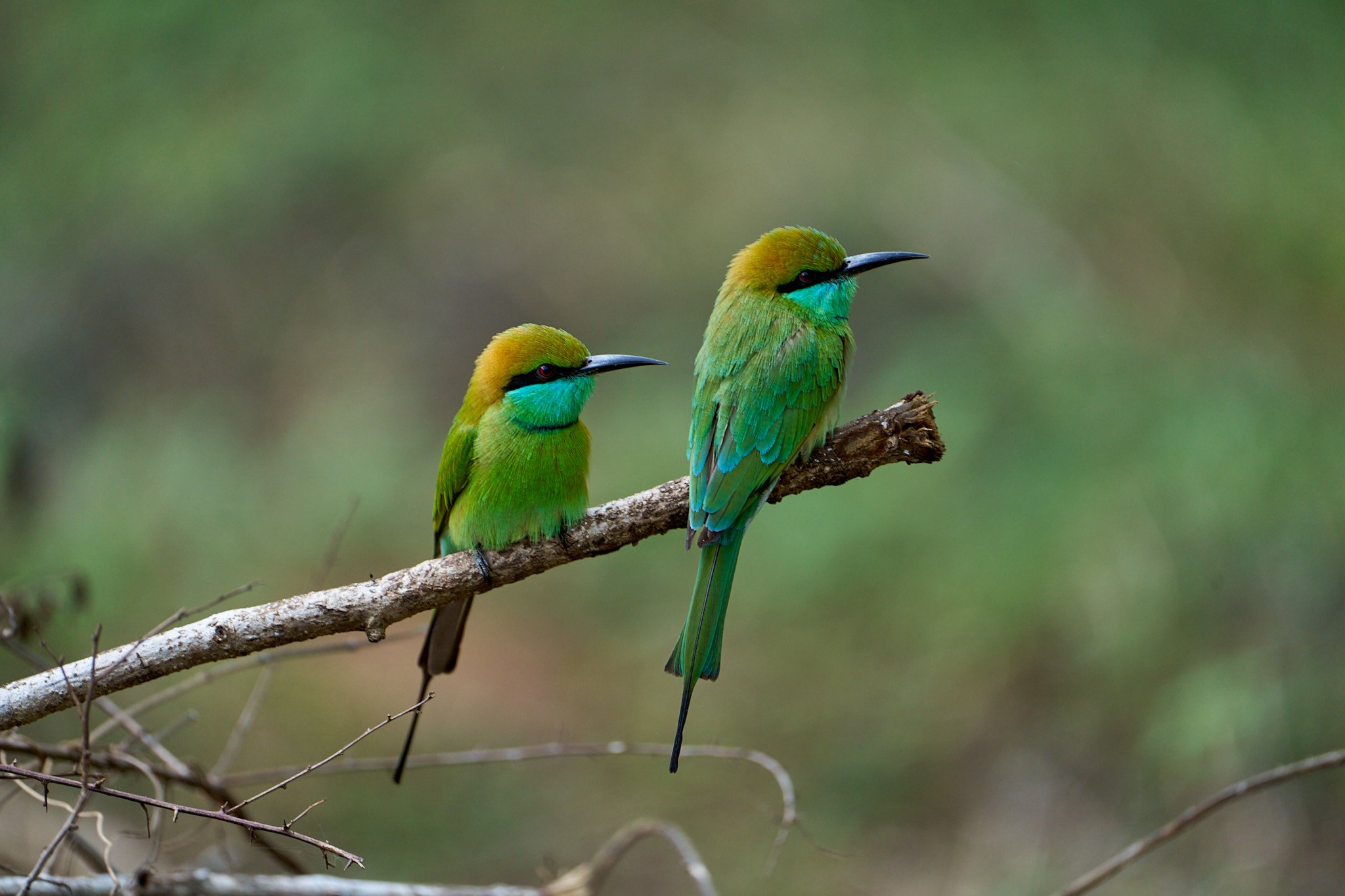Bee eaters - Sri Lanka