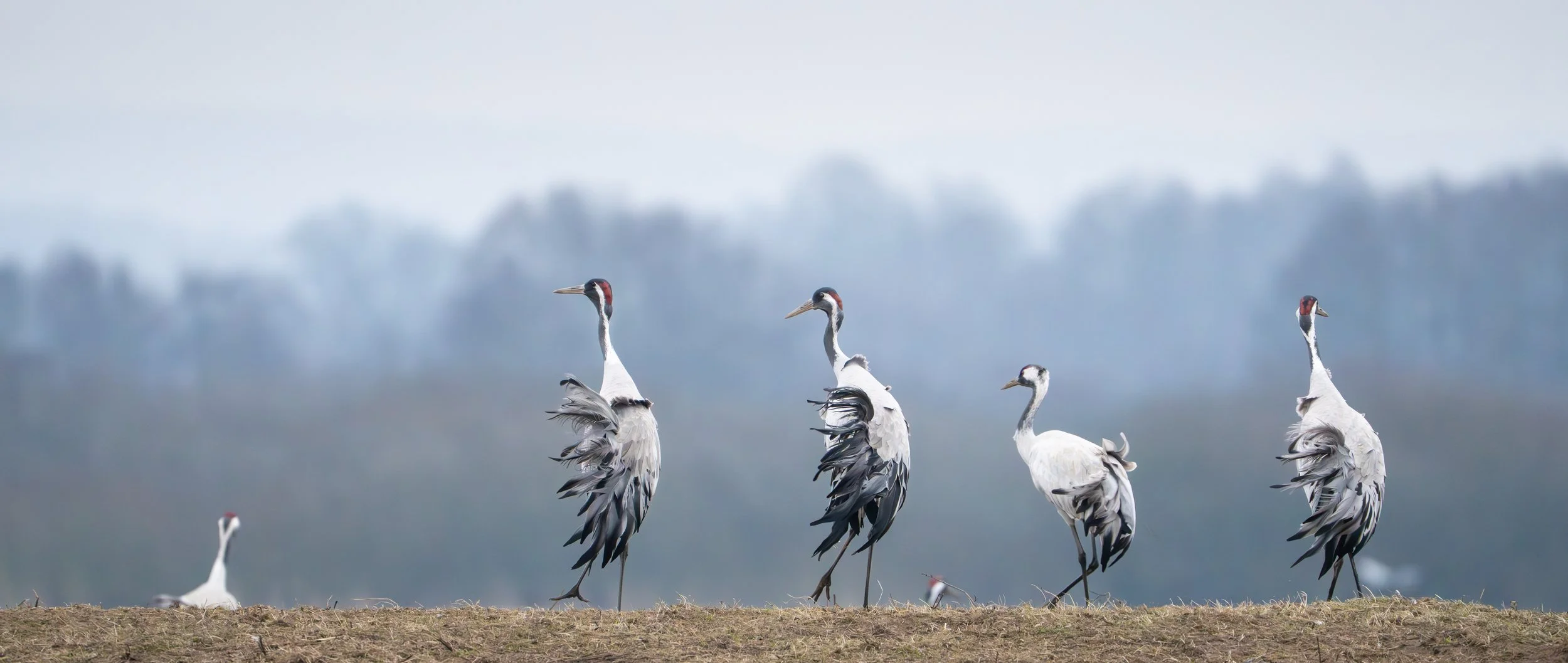 Cranes in Sweden