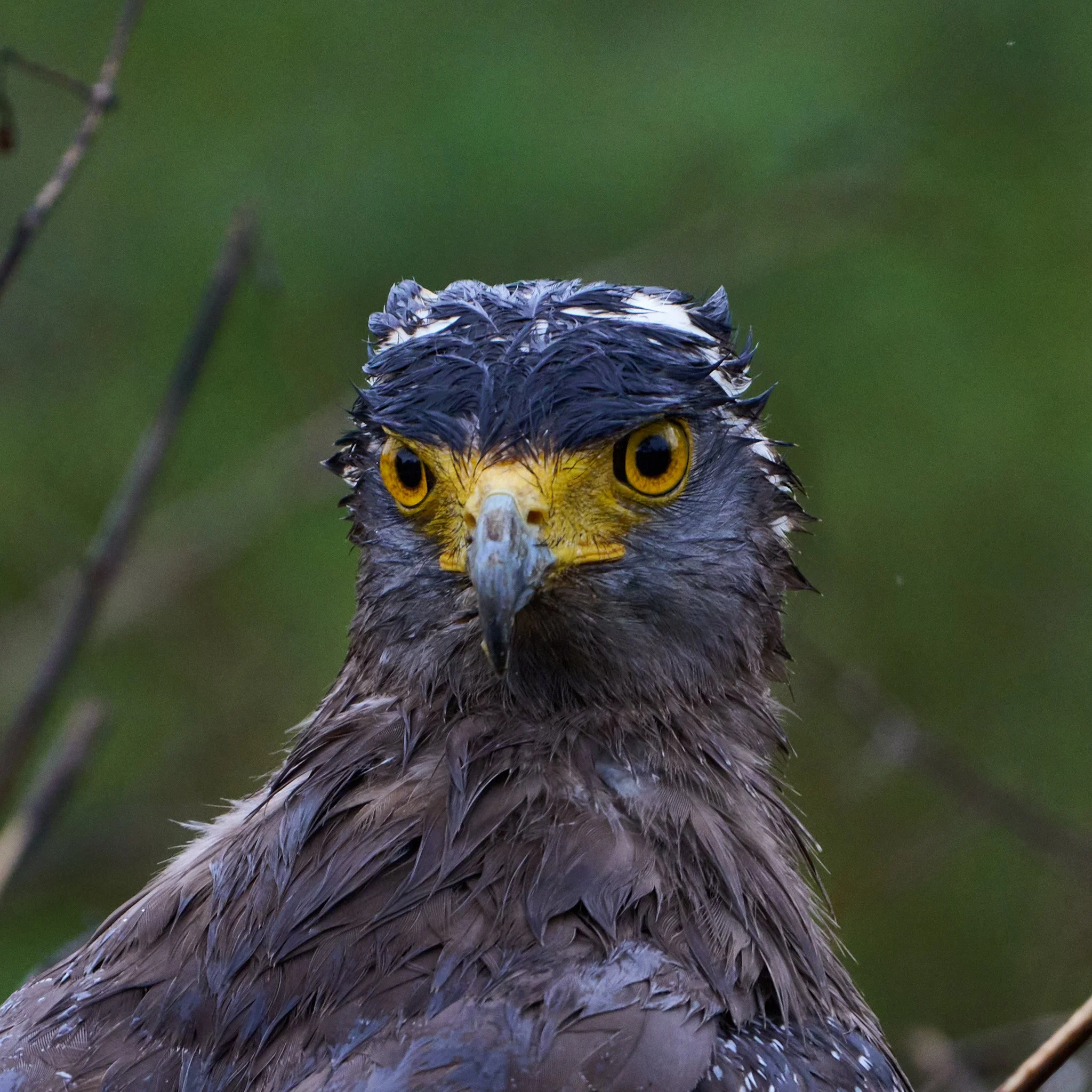 Crested Serpent Eagle - Sri Lanka