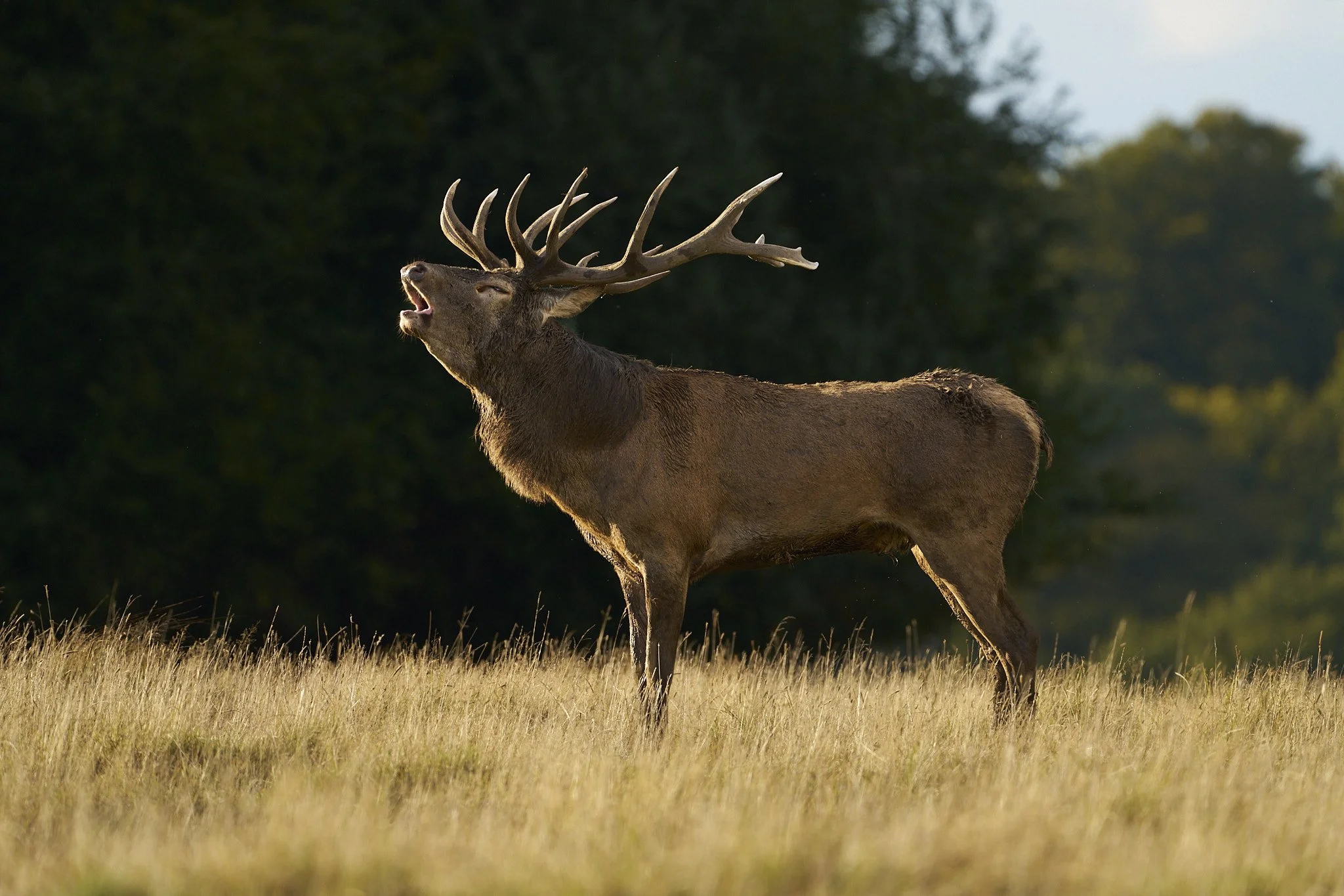 Red Deer in heat