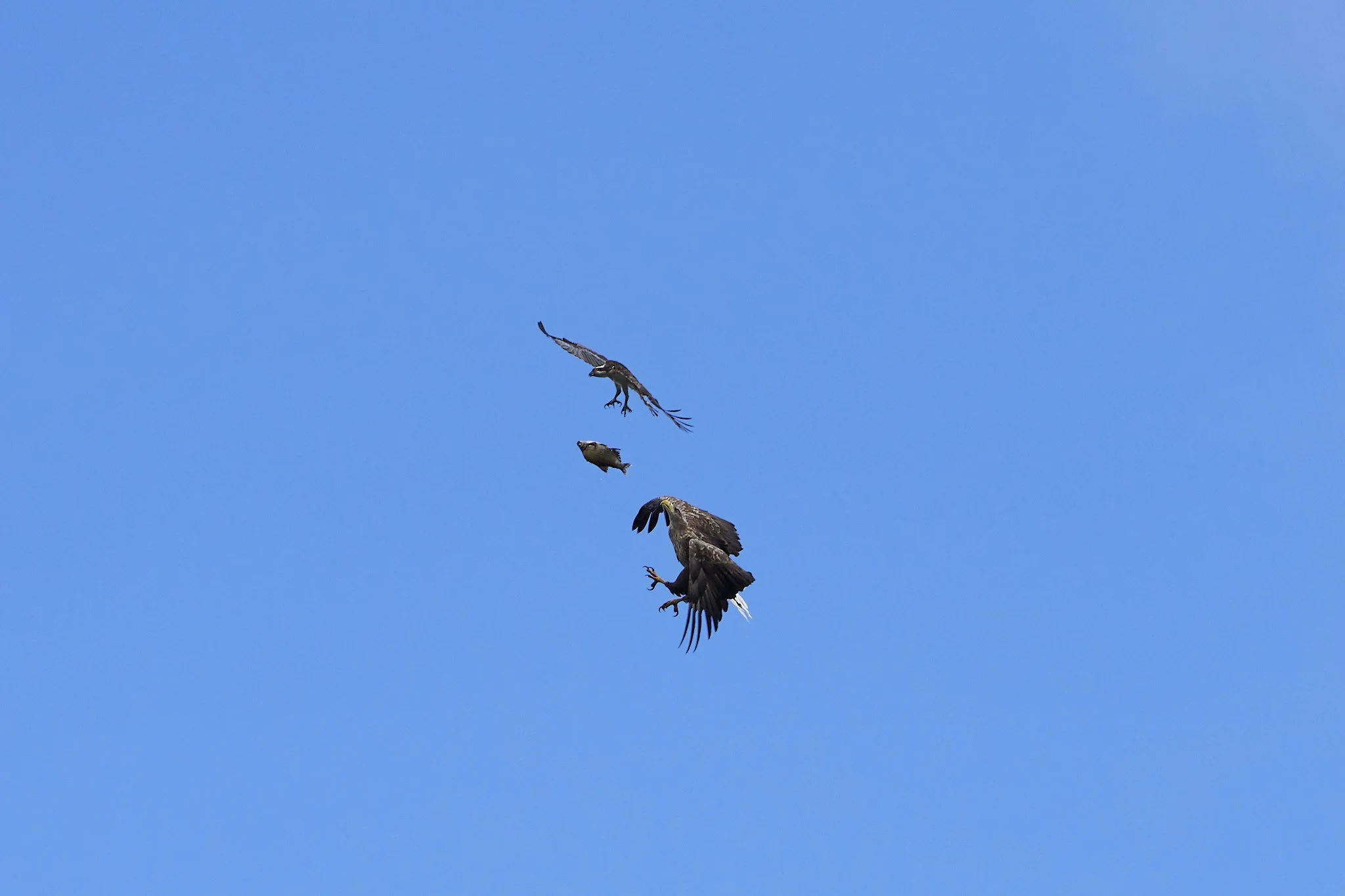Sea Eagle fighting Osprey for lunch
