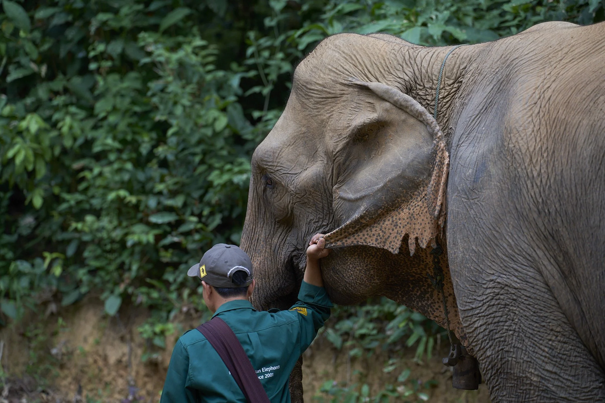 Laos Elephant with it's mahout