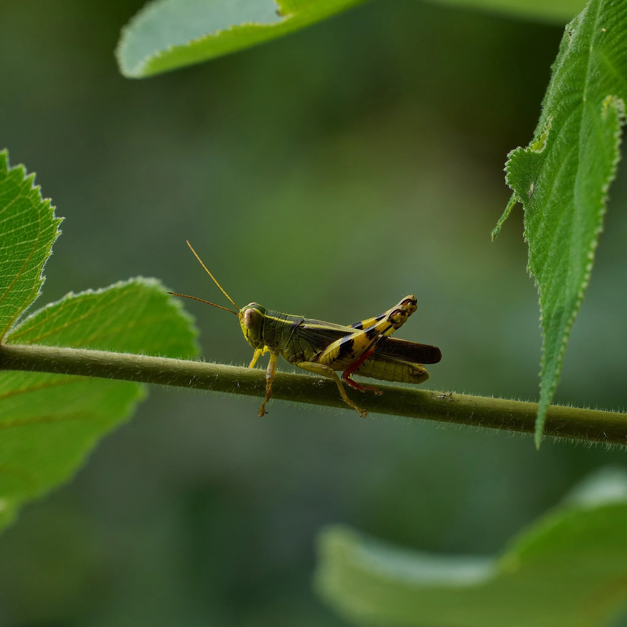 Grasshopper in Laos
