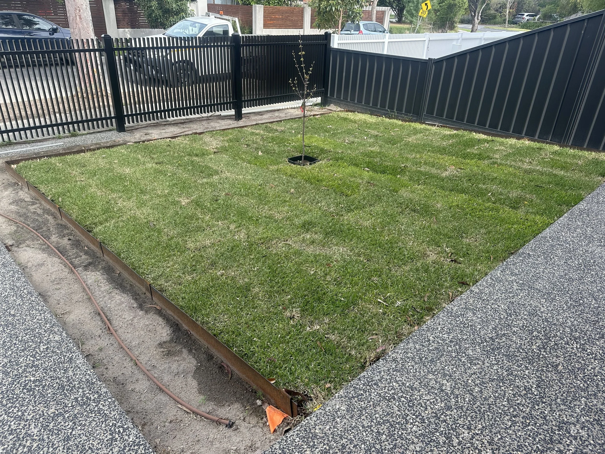 A small tree planted in a metal raised garden bed, surrounded by a grassy lawn, with black and white metal fences, parked cars, and trees in the background.