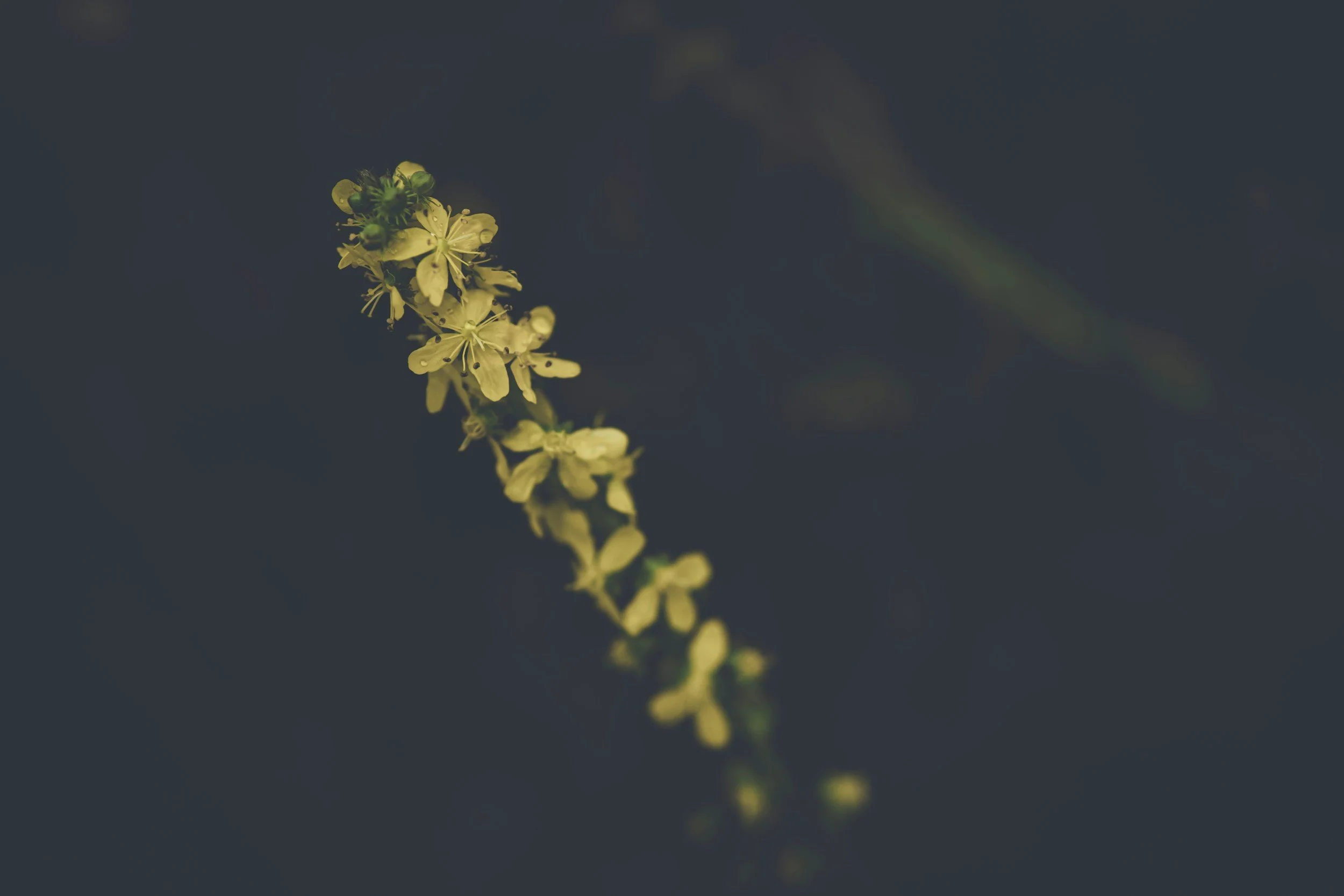 Close-up of a small yellow flower on a dark background.