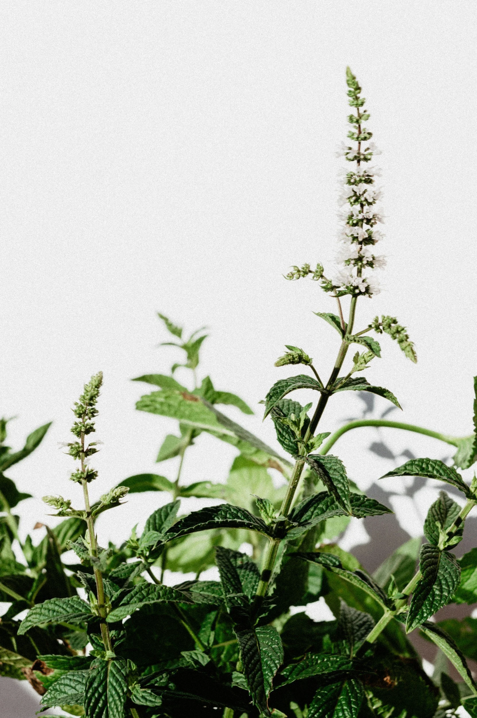 Mint plant with green leaves and white flowers on a white background.