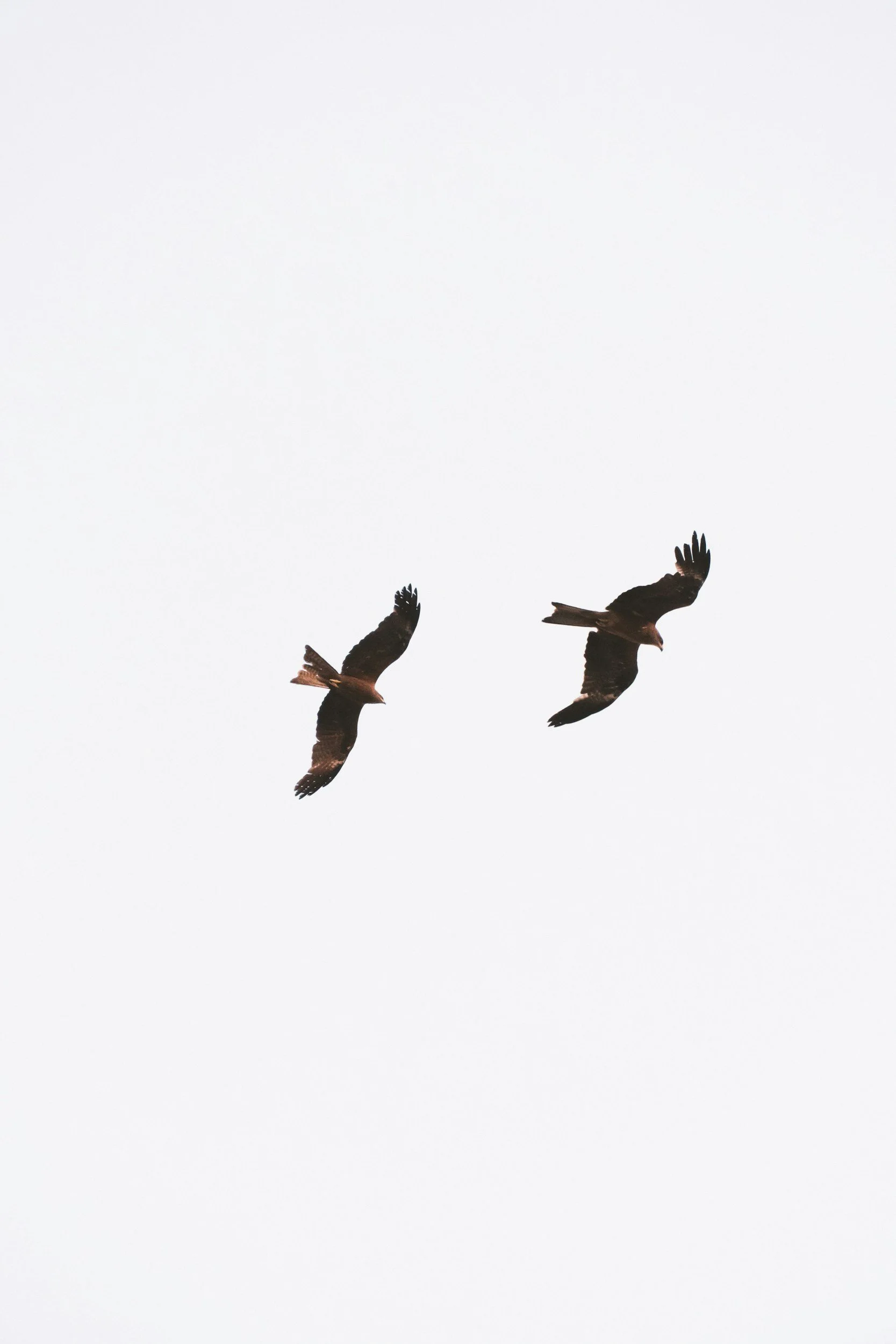 Two birds flying in the sky.