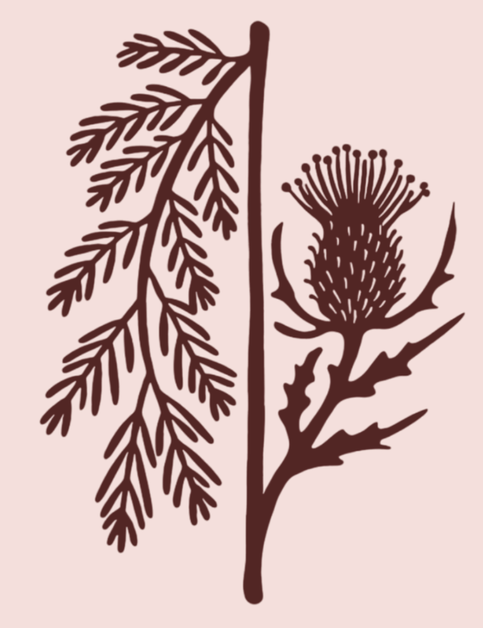 Illustration of two botanical elements, a feathery leaf on the left and a prickly flowering plant on the right, in dark brown on a light pink background.