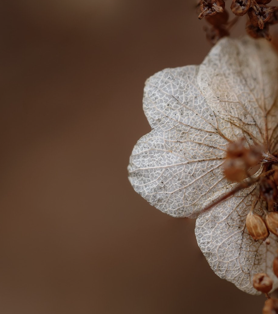 Close-up of dry, white, leaf-shaped flower petals with prominent veining, and some small brown dried flowers or seed pods in the background.