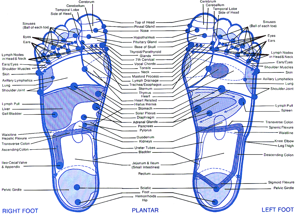 Diagram of a reflexology foot chart showing various zones and their corresponding body parts.