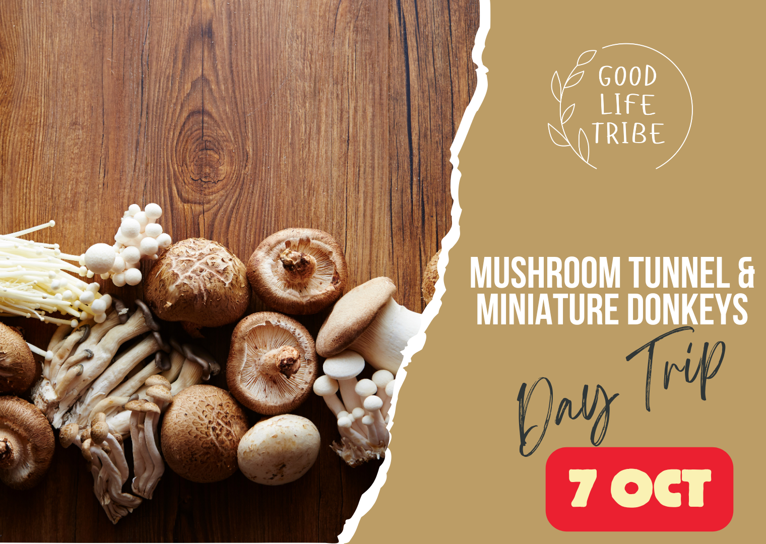 Mushrooms and Miniature Donkeys
